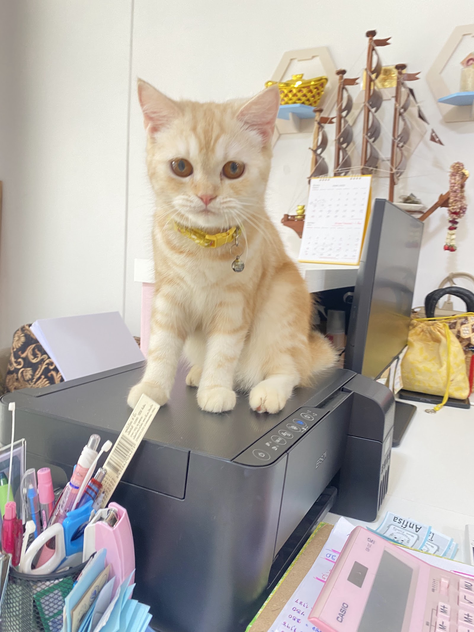 Meow cattery pattaya