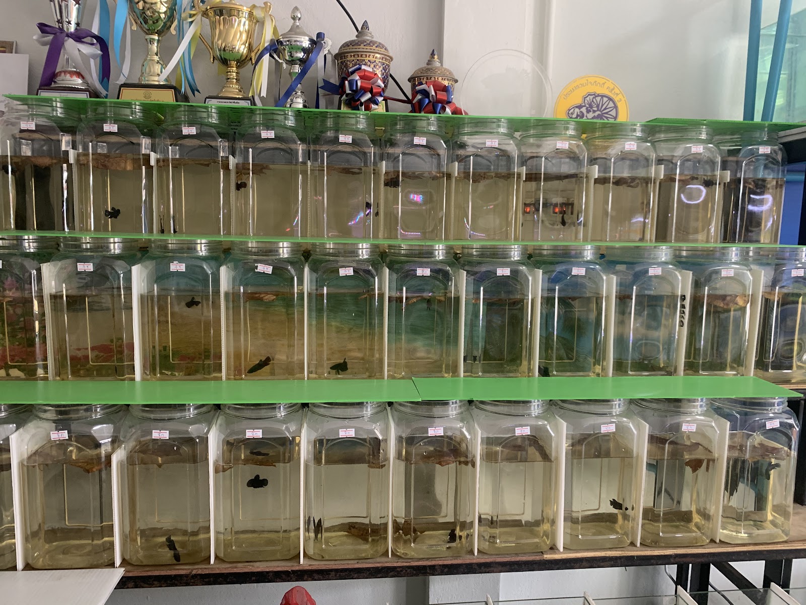 Nnk Betta Shop