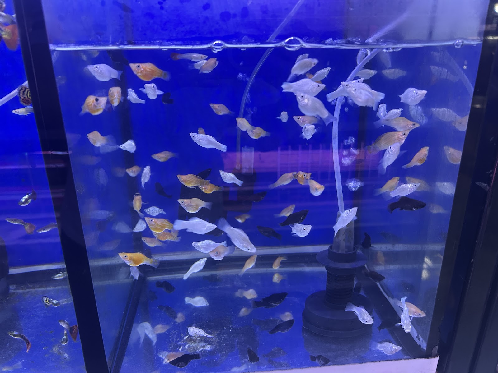 Nnk Betta Shop