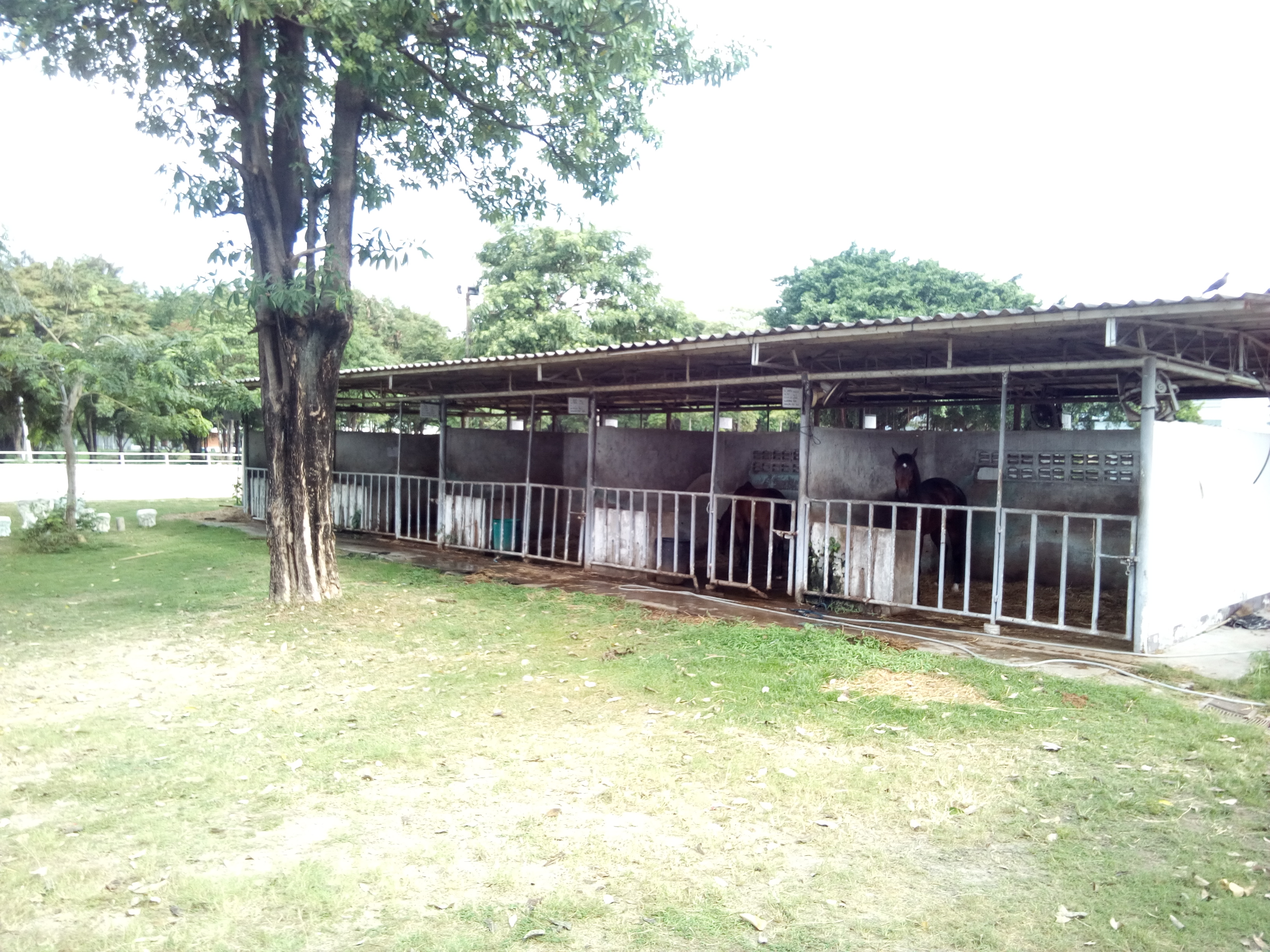NQG Equestrian Club (Navamintra Queen Mother Guard Equestrian Club)