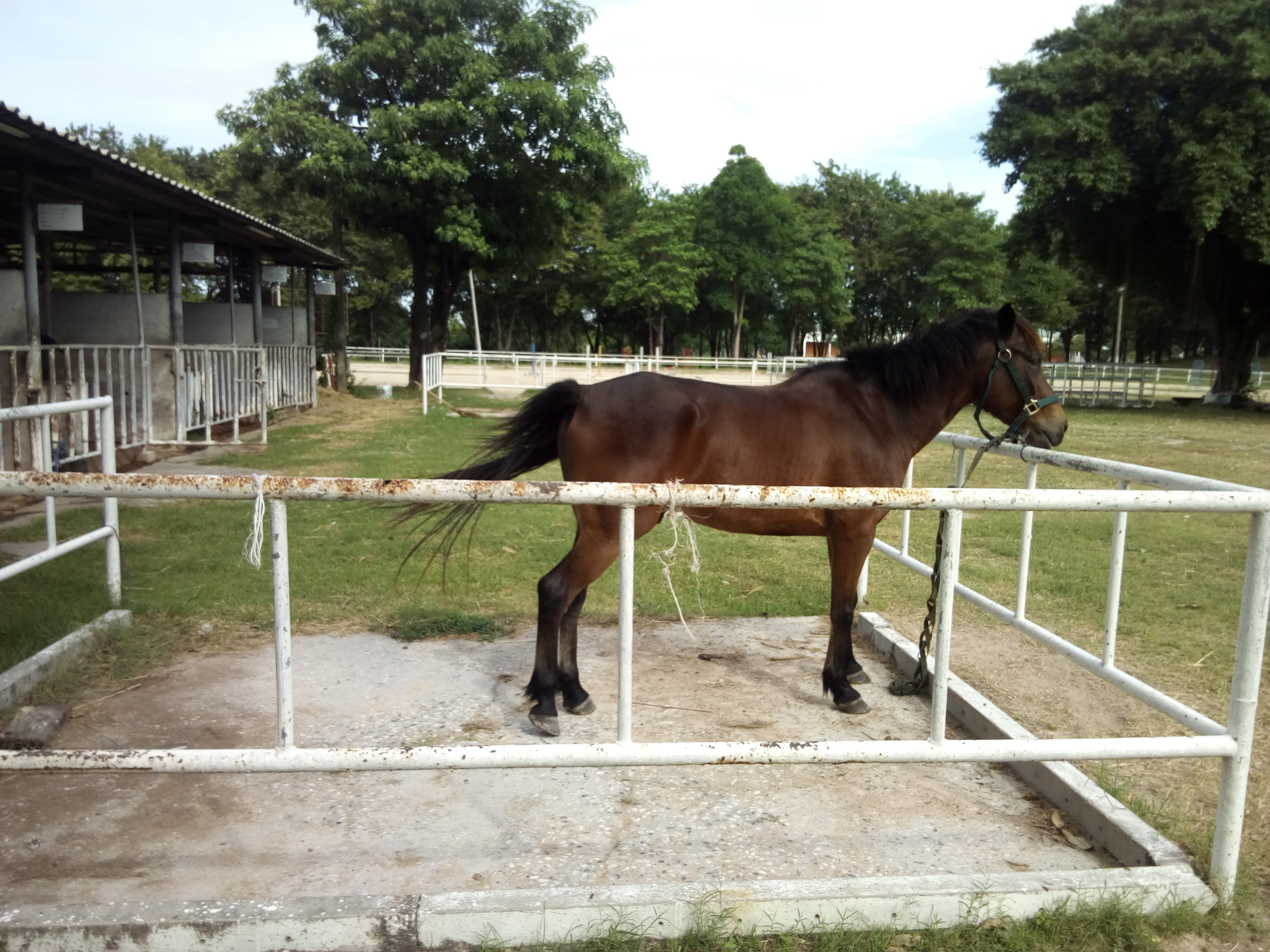 NQG Equestrian Club (Navamintra Queen Mother Guard Equestrian Club)