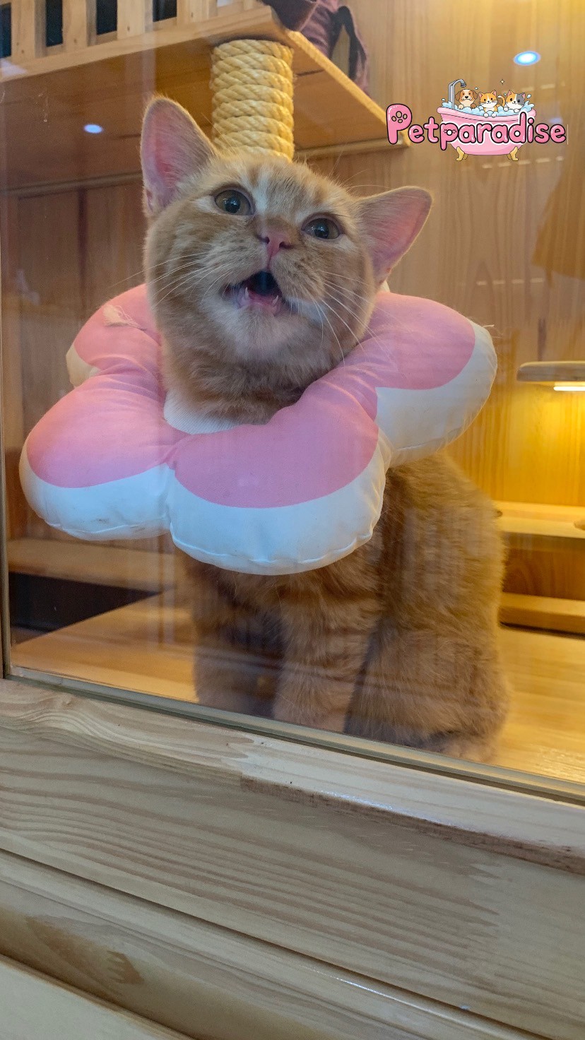 Pet Paradise