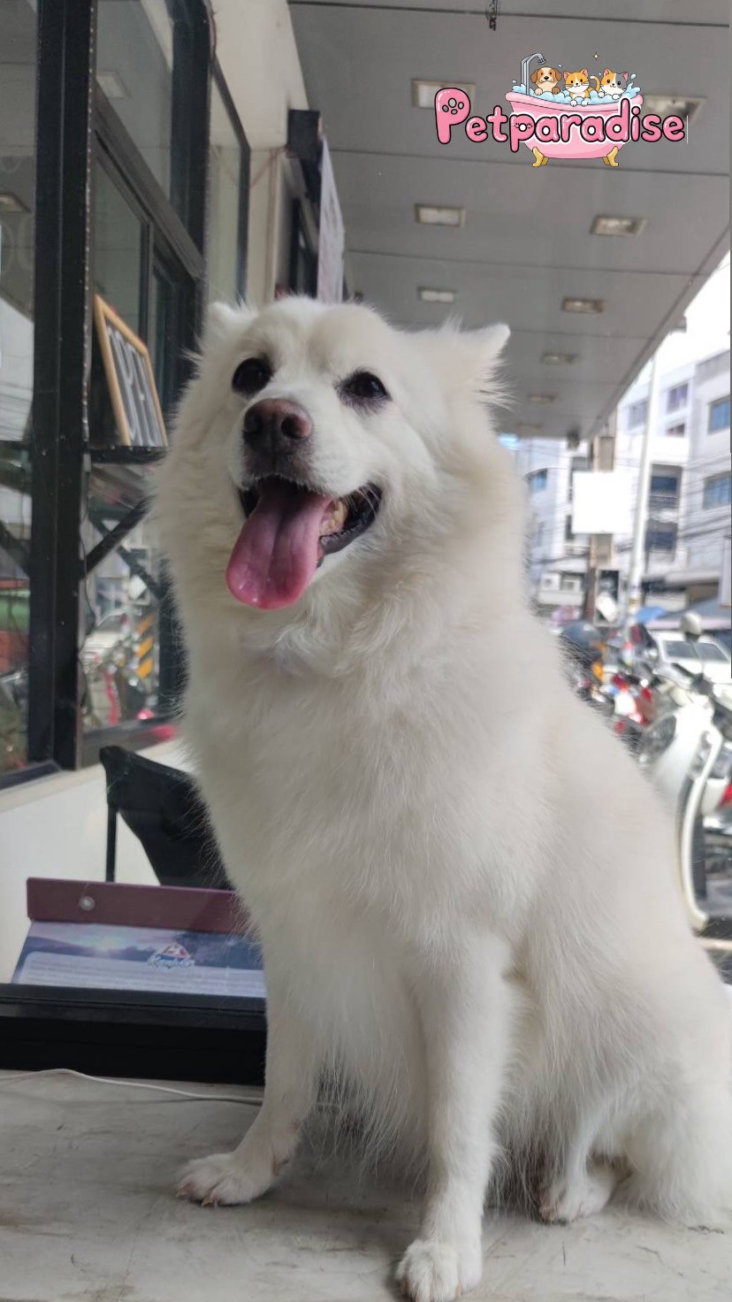Pet Paradise