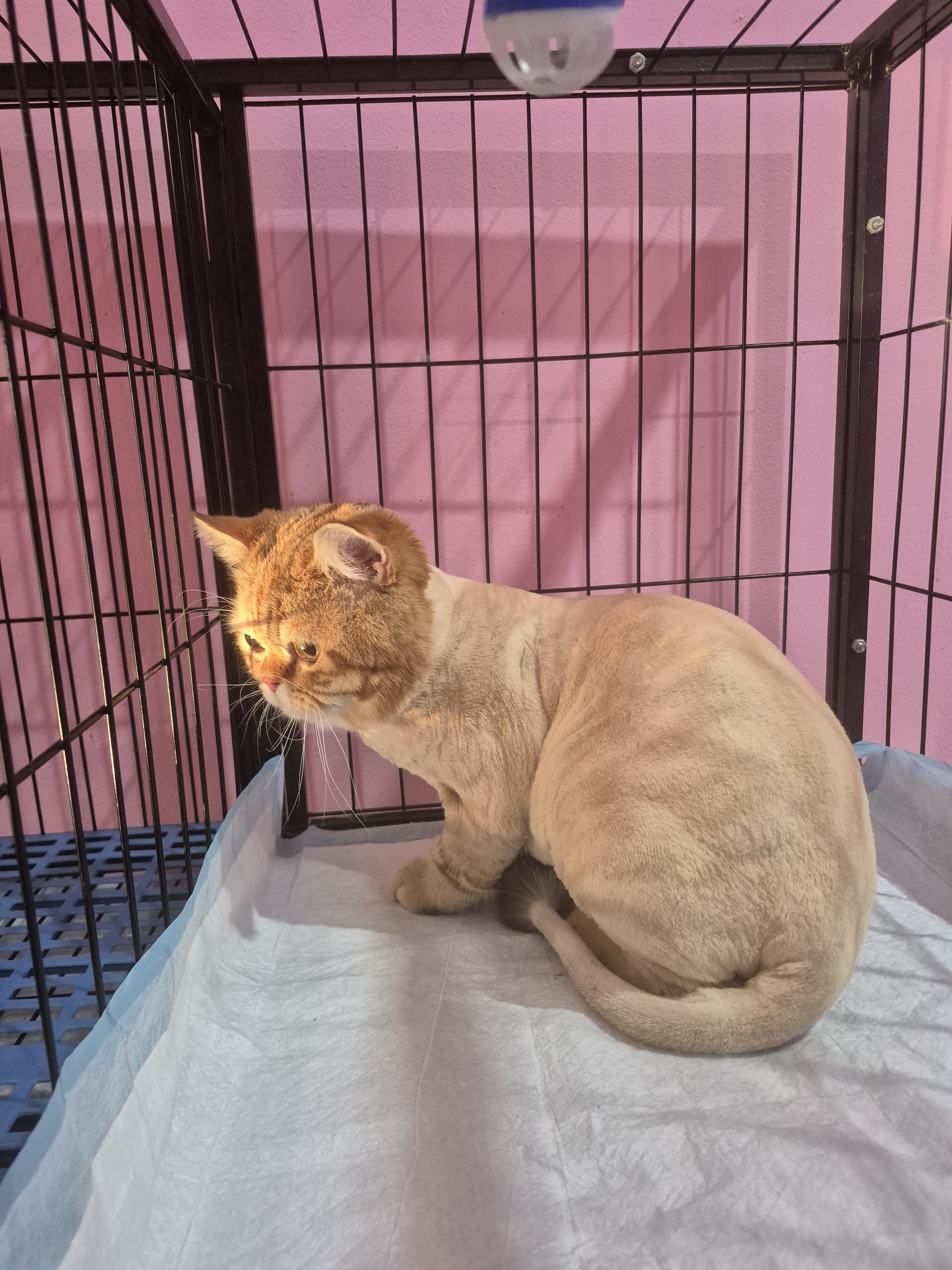 PETlovercare