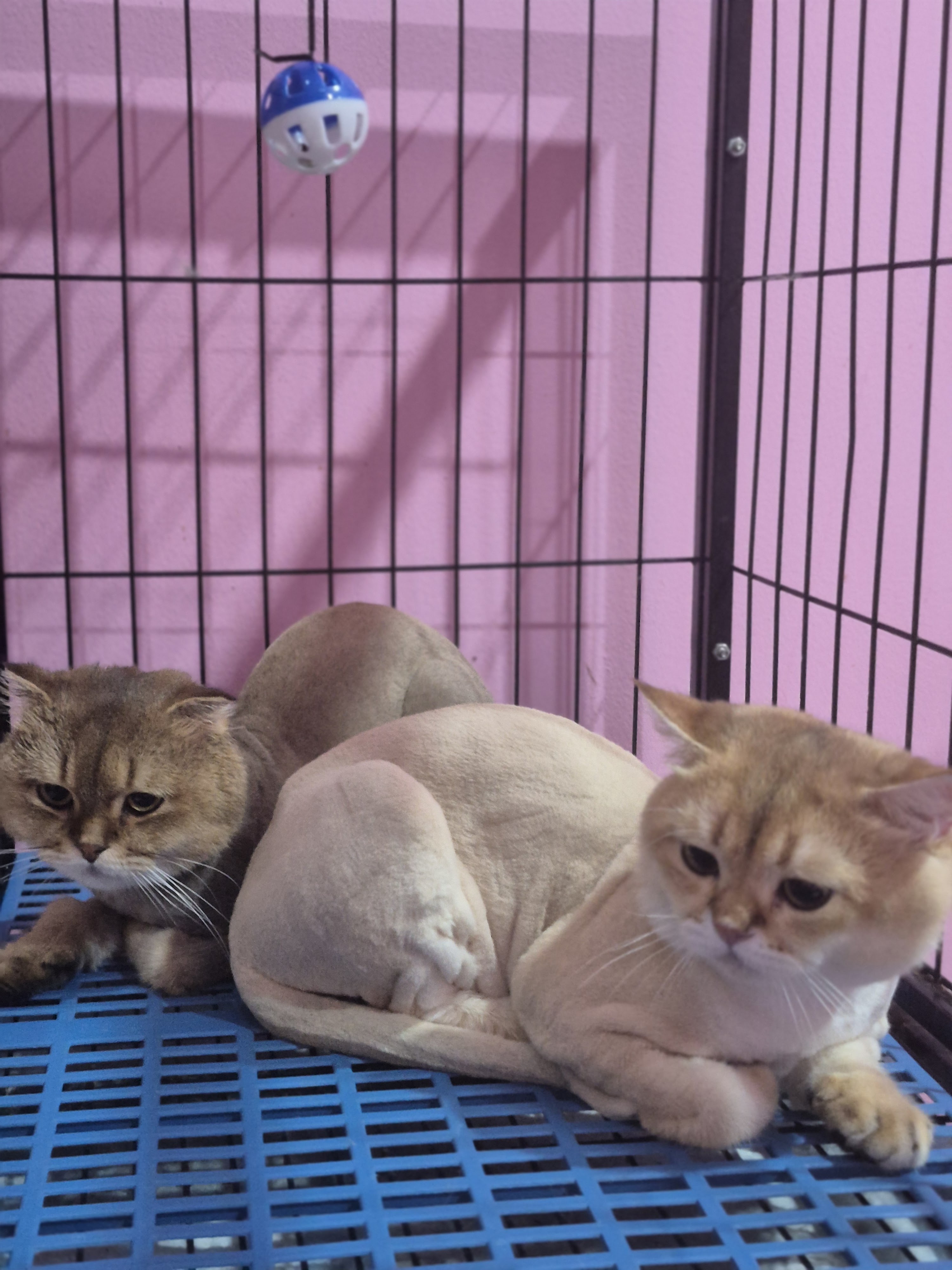 PETlovercare