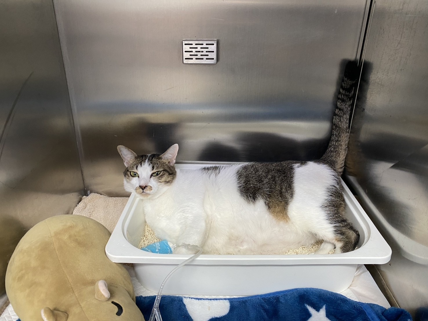 Promptmit Pet Hospital