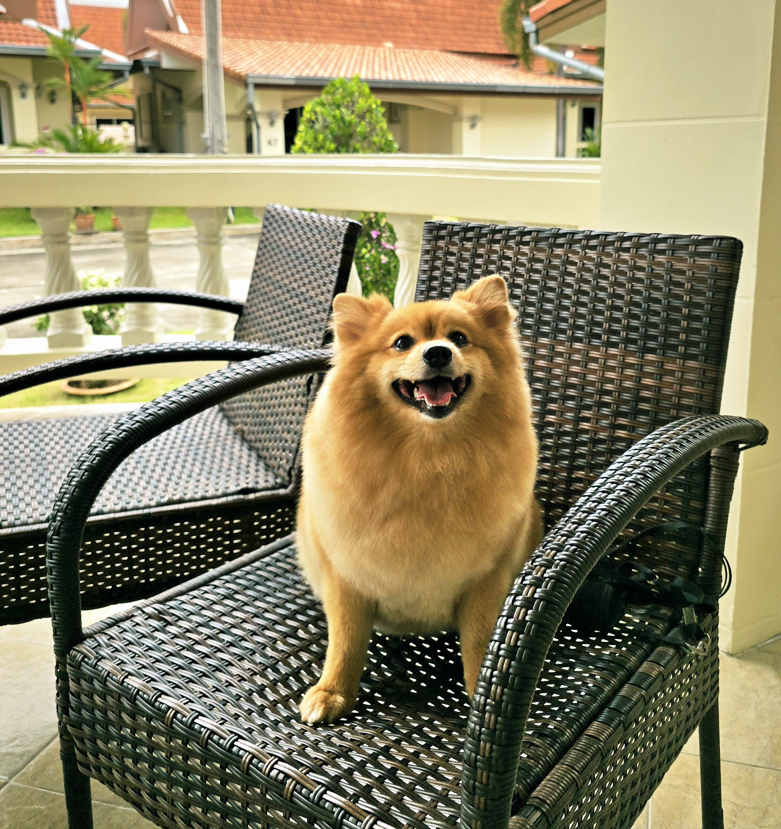 Ricmo pet grooming