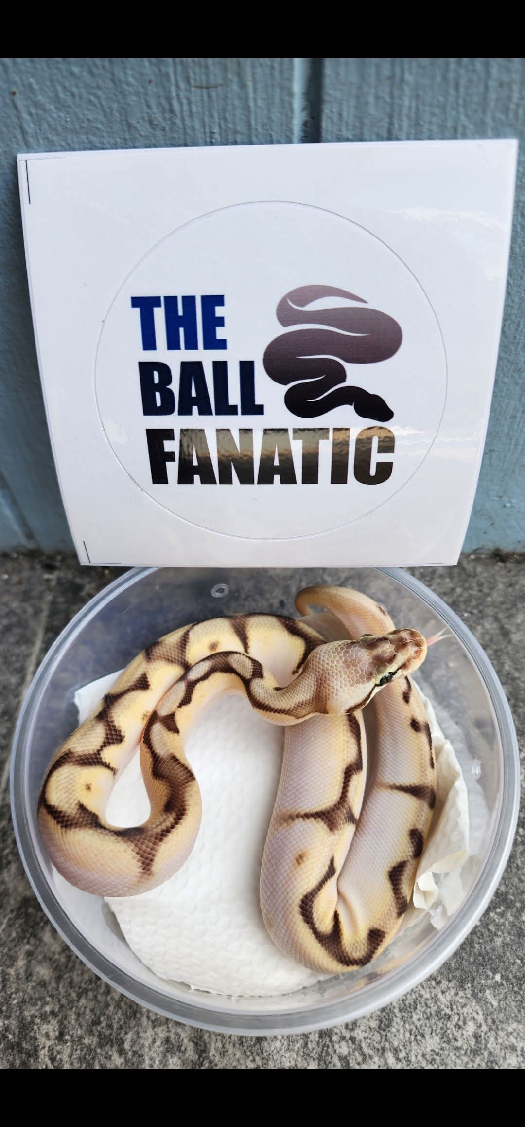 The ball fanatic