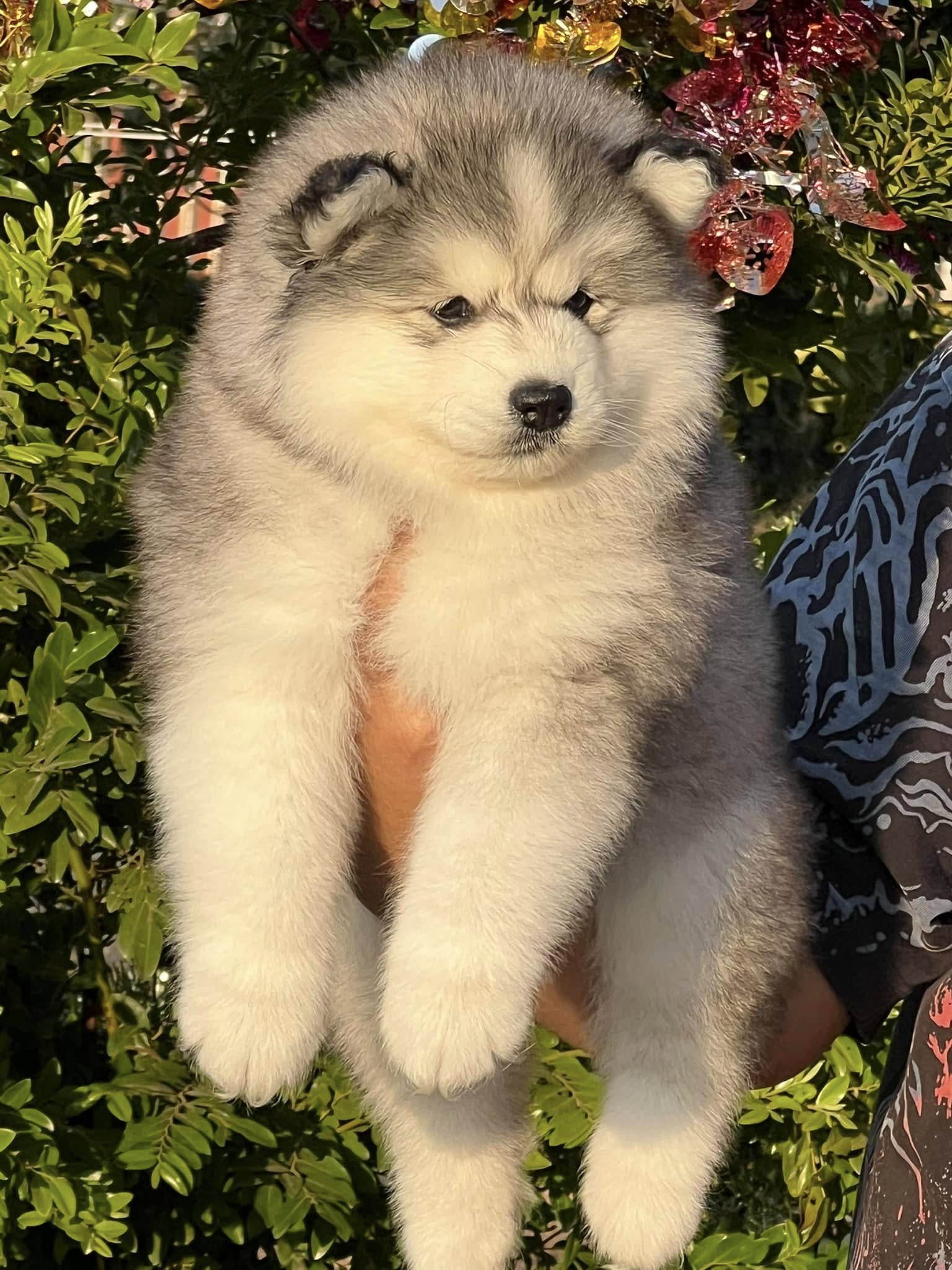 Siberian husky thailand