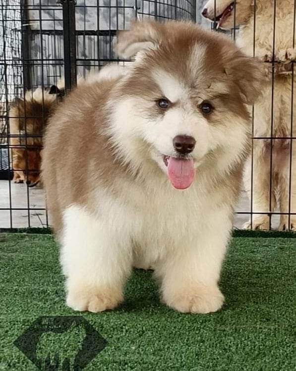 NJ HUSKY STYLE at