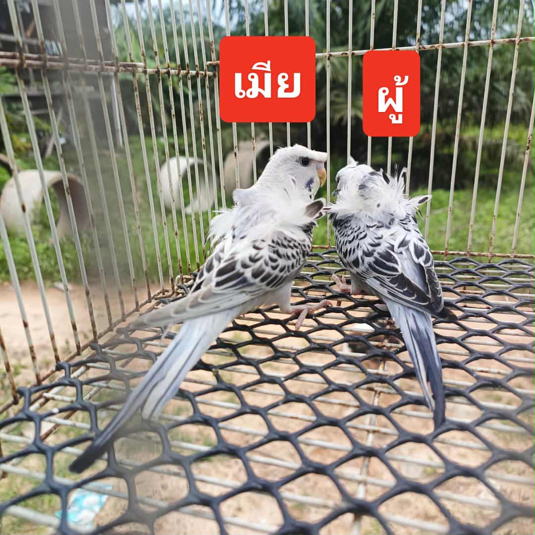 Baby bird