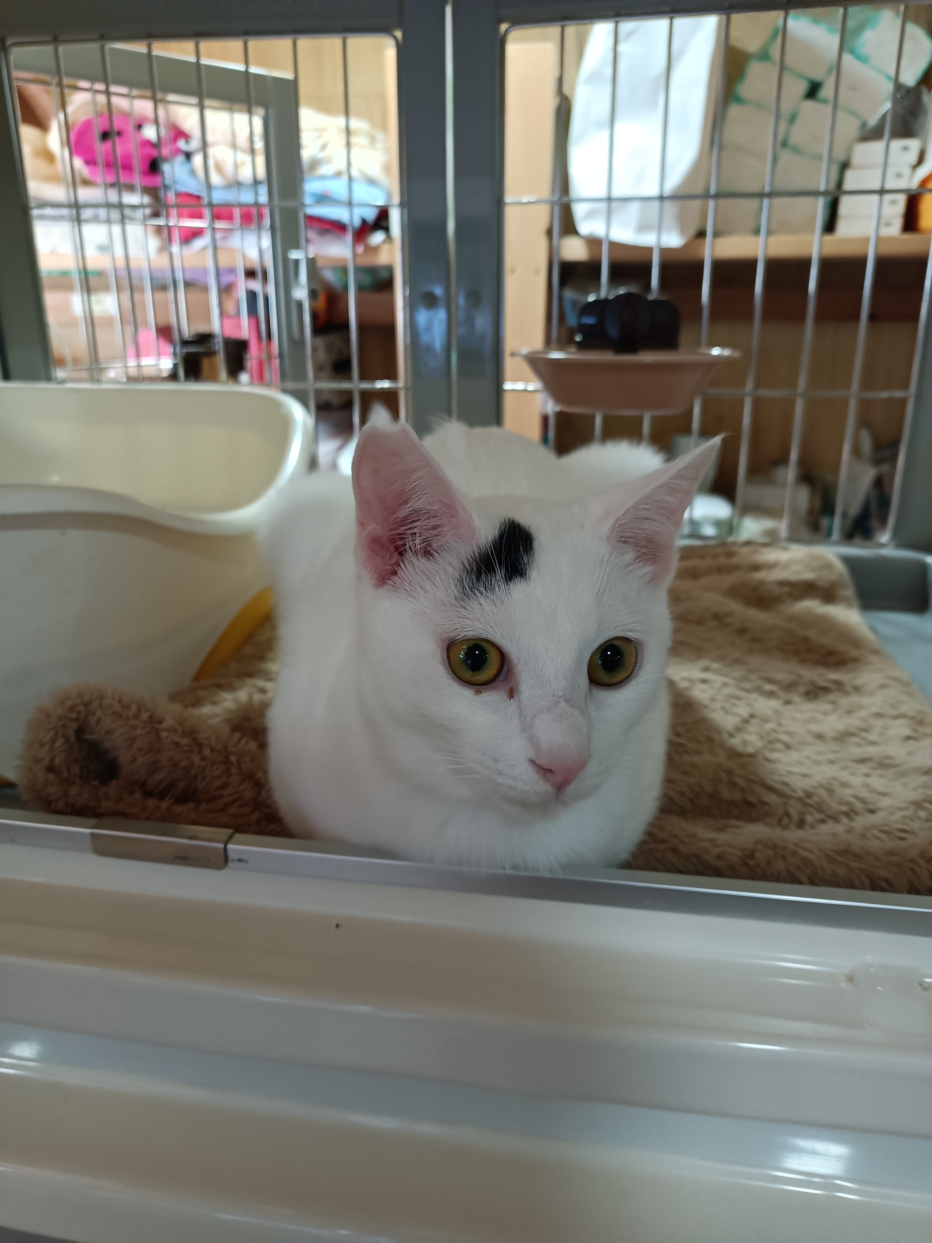 Maji Veterinarian