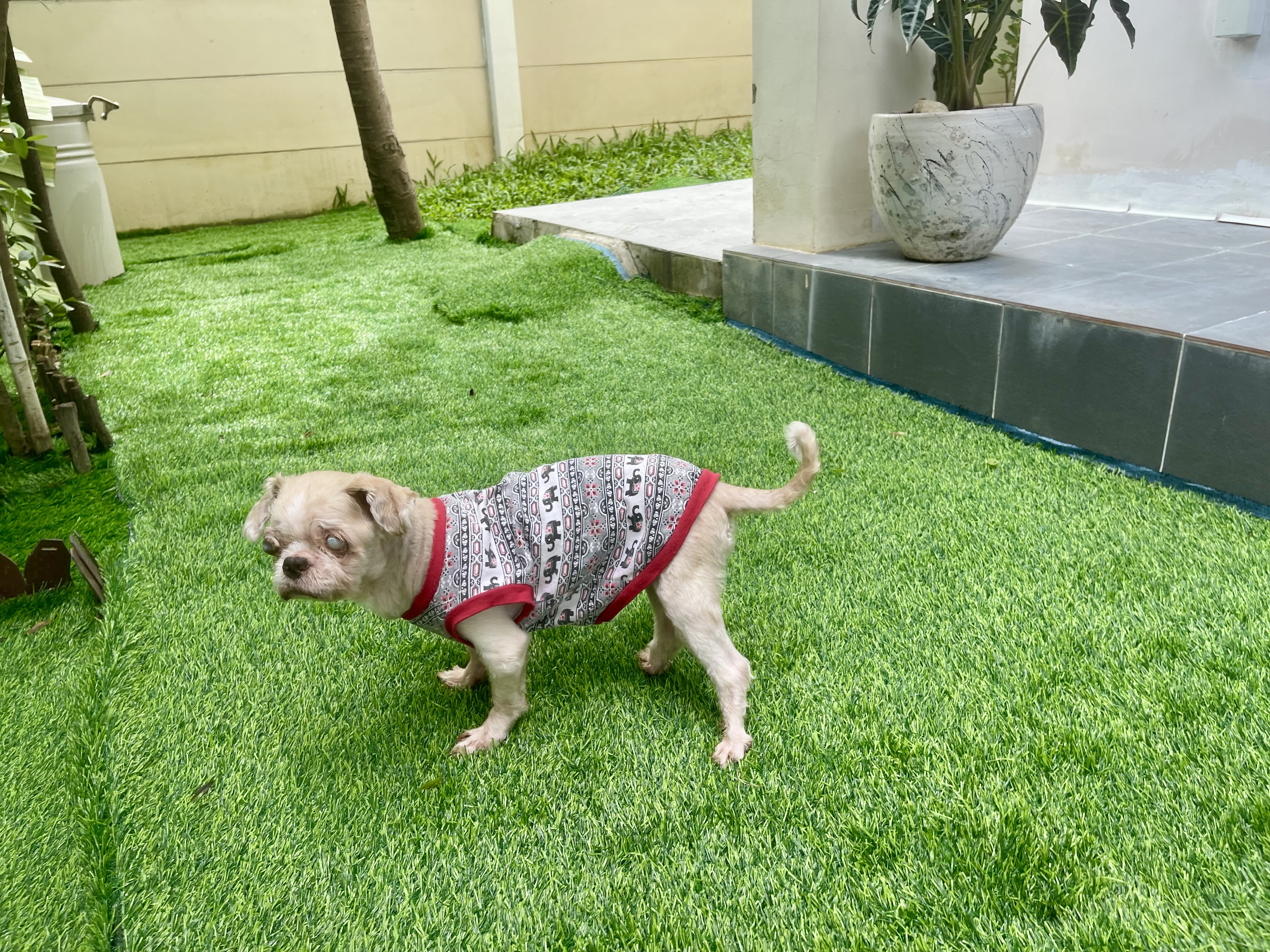 Sai Noi Veterinarian