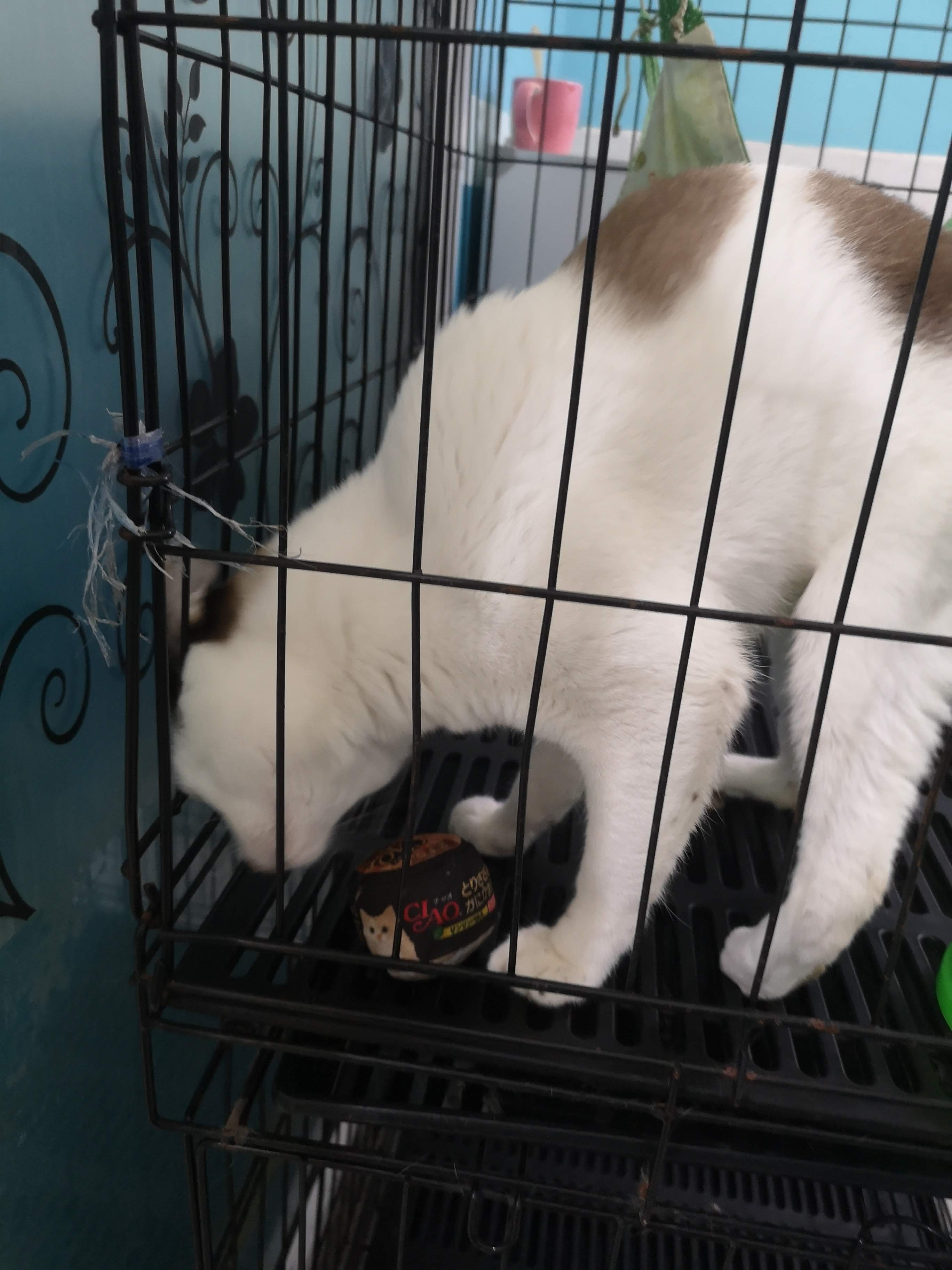 Rak Lert Animal Hospital