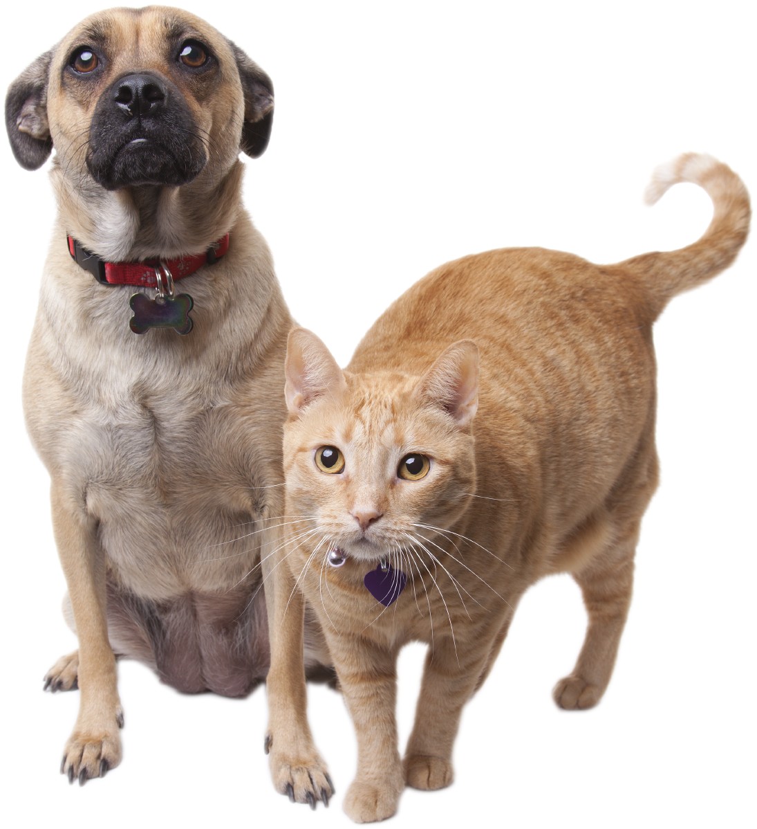 Golden Lotus Animal Treatment