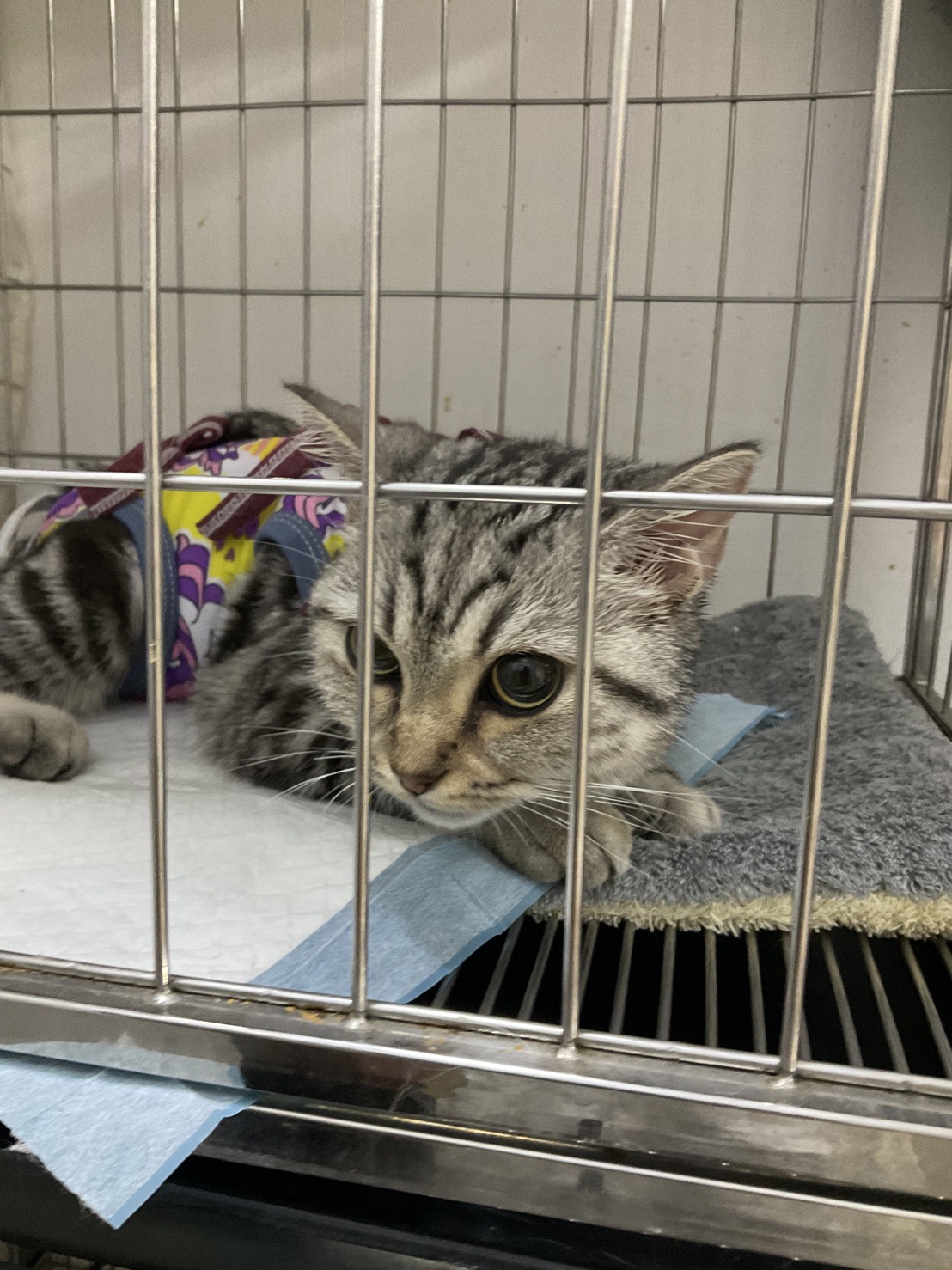 Clear Animal Treatment