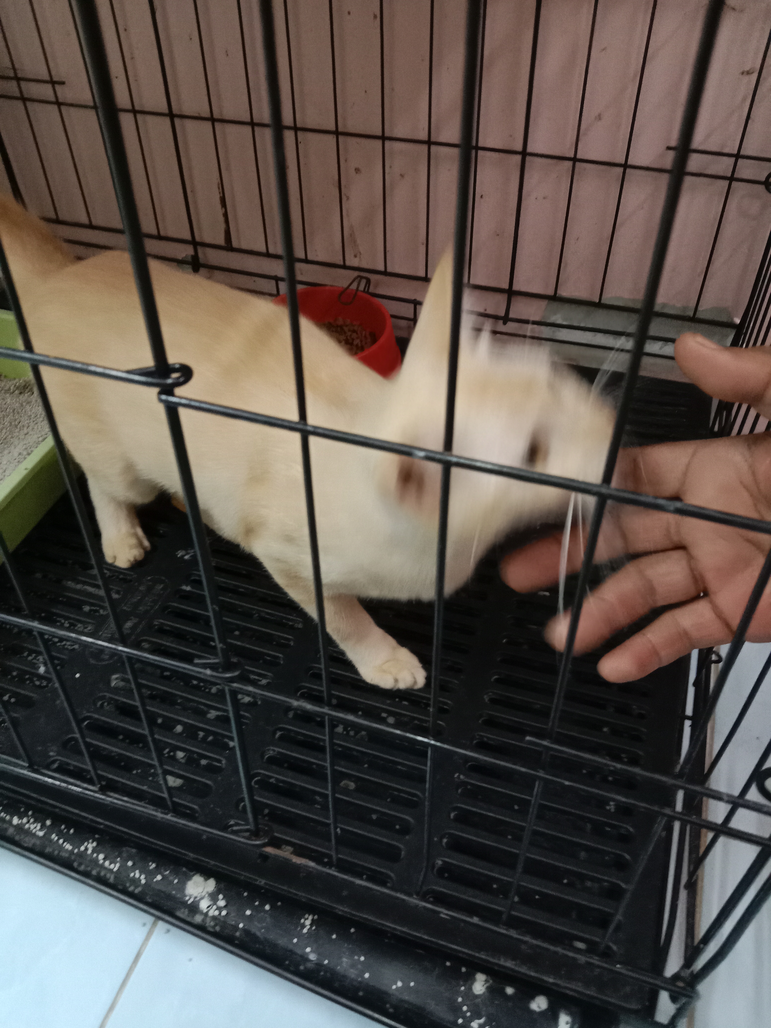 Animal Clinic Best Friend Four-legged