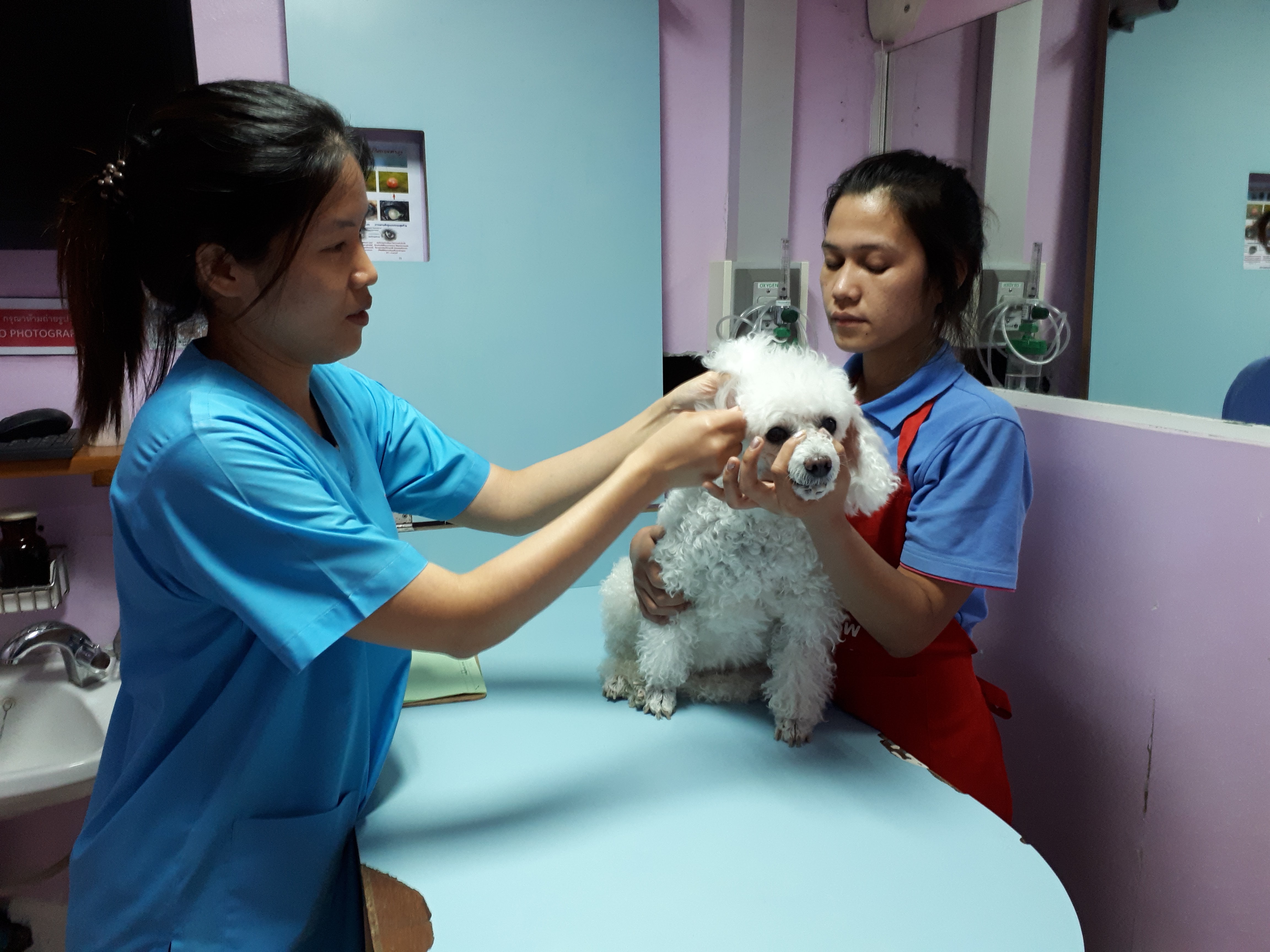 Pak Kret Animal Hospital