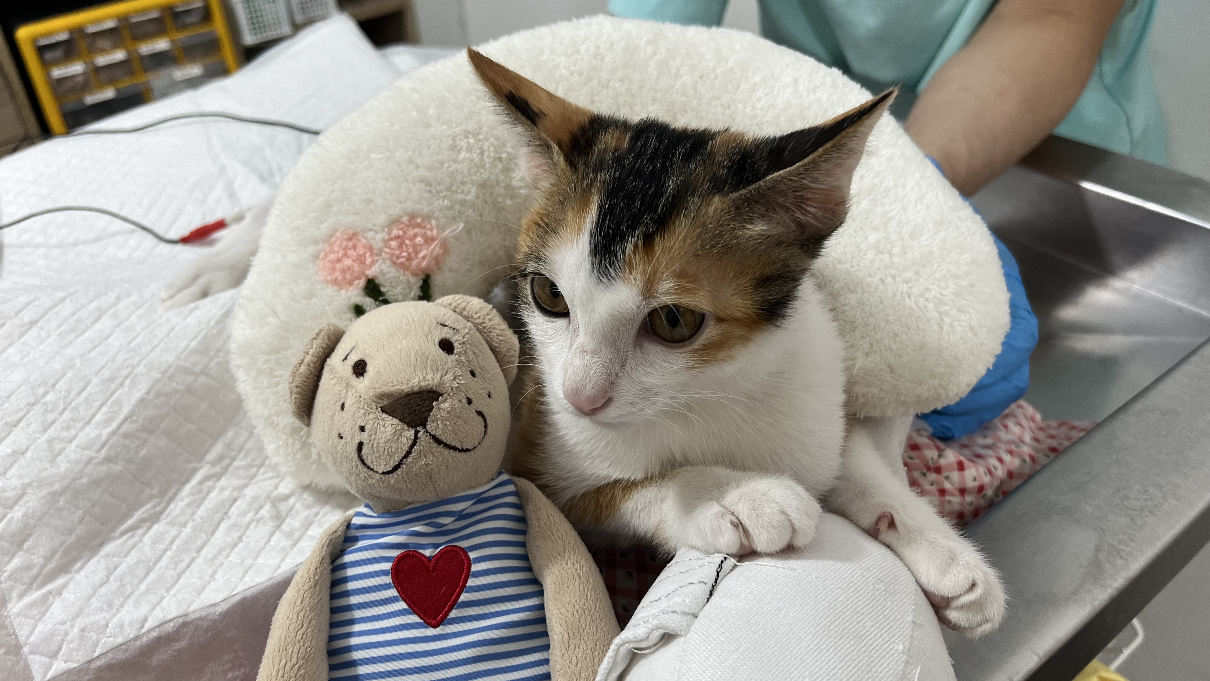 Clinic Animal Treatment