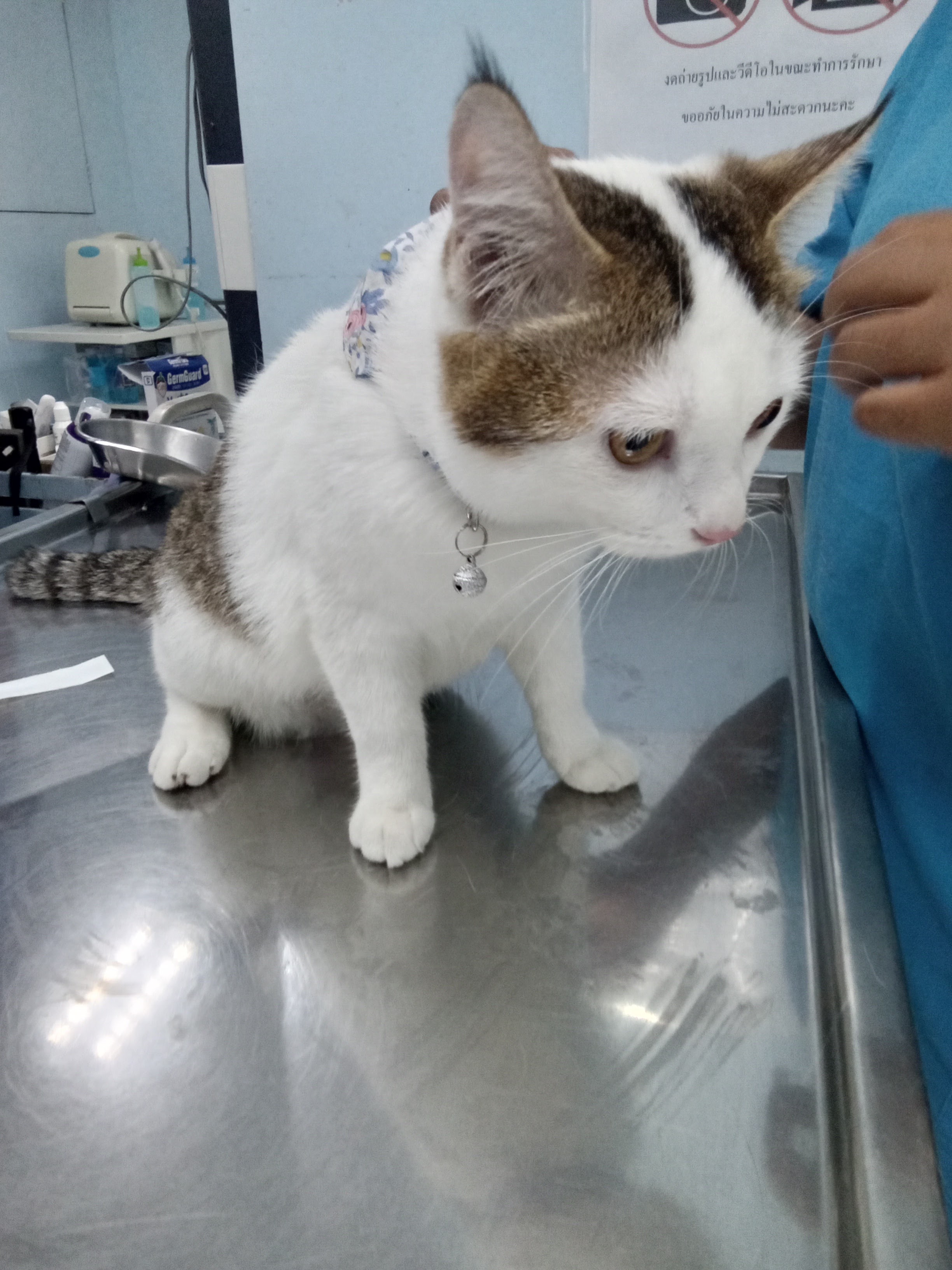 Lovely Pet Animal Hospital