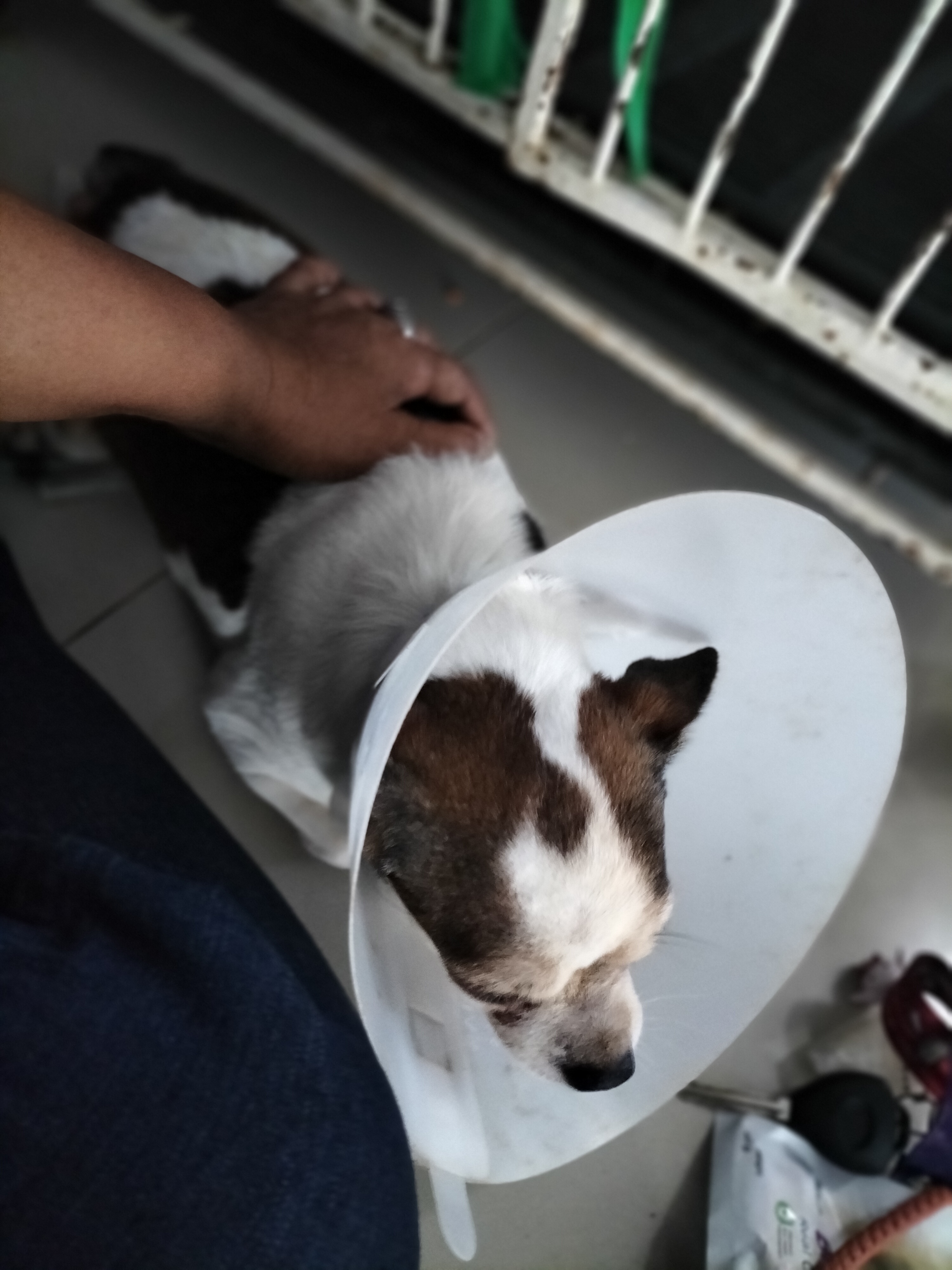 Bangkrang Animal Hospital
