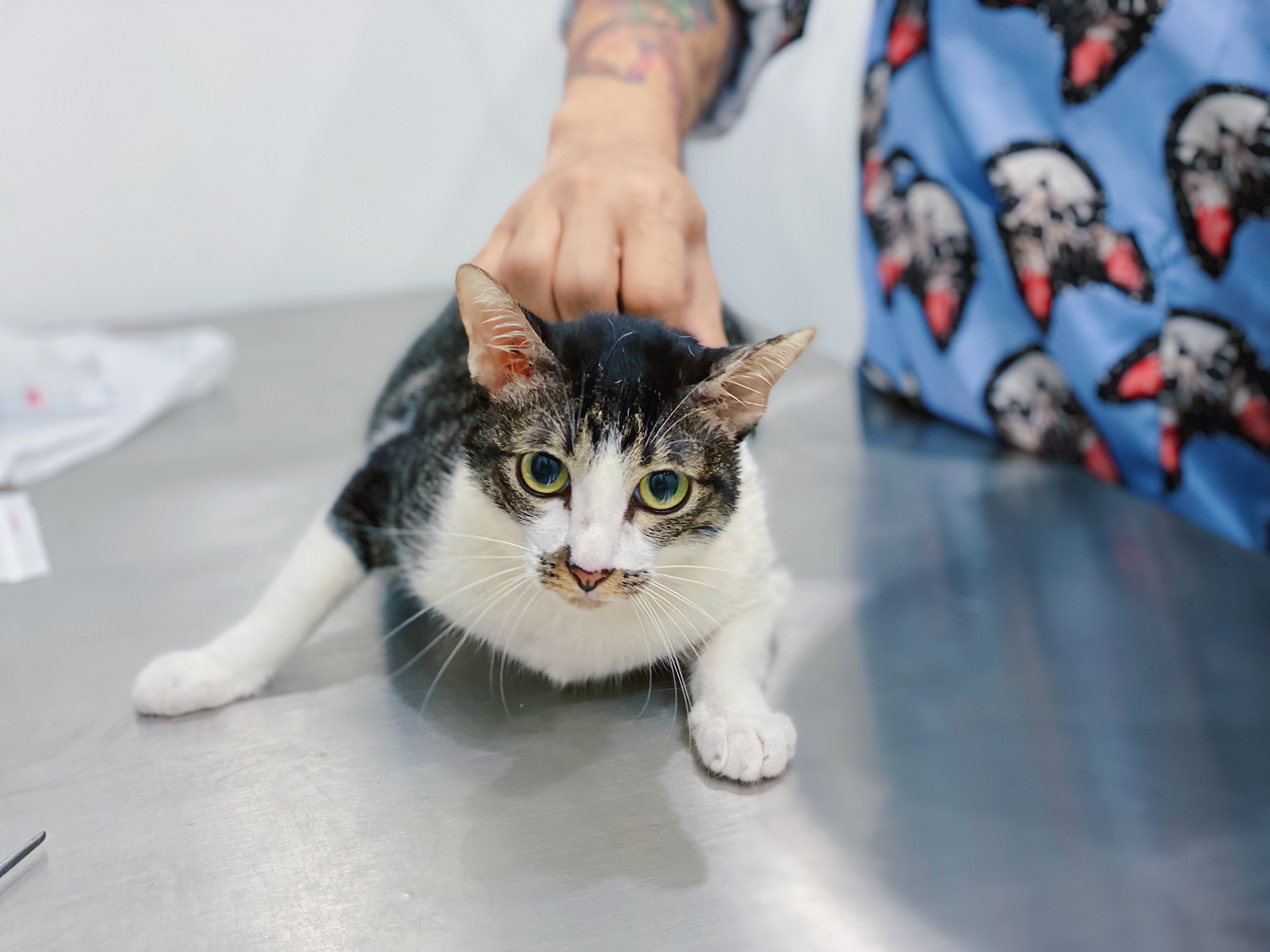 Foster Animal Clinic