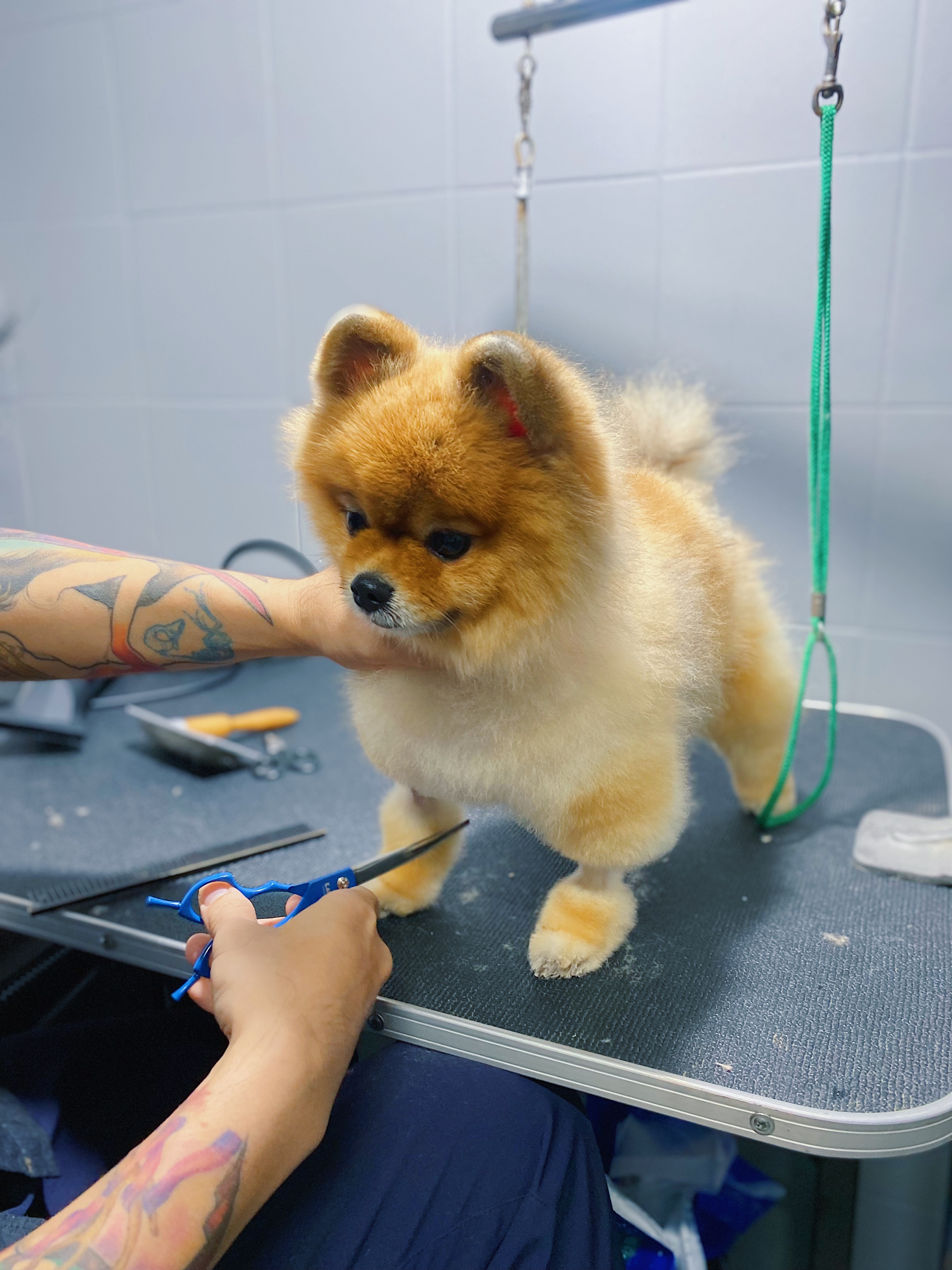 Foster Animal Clinic