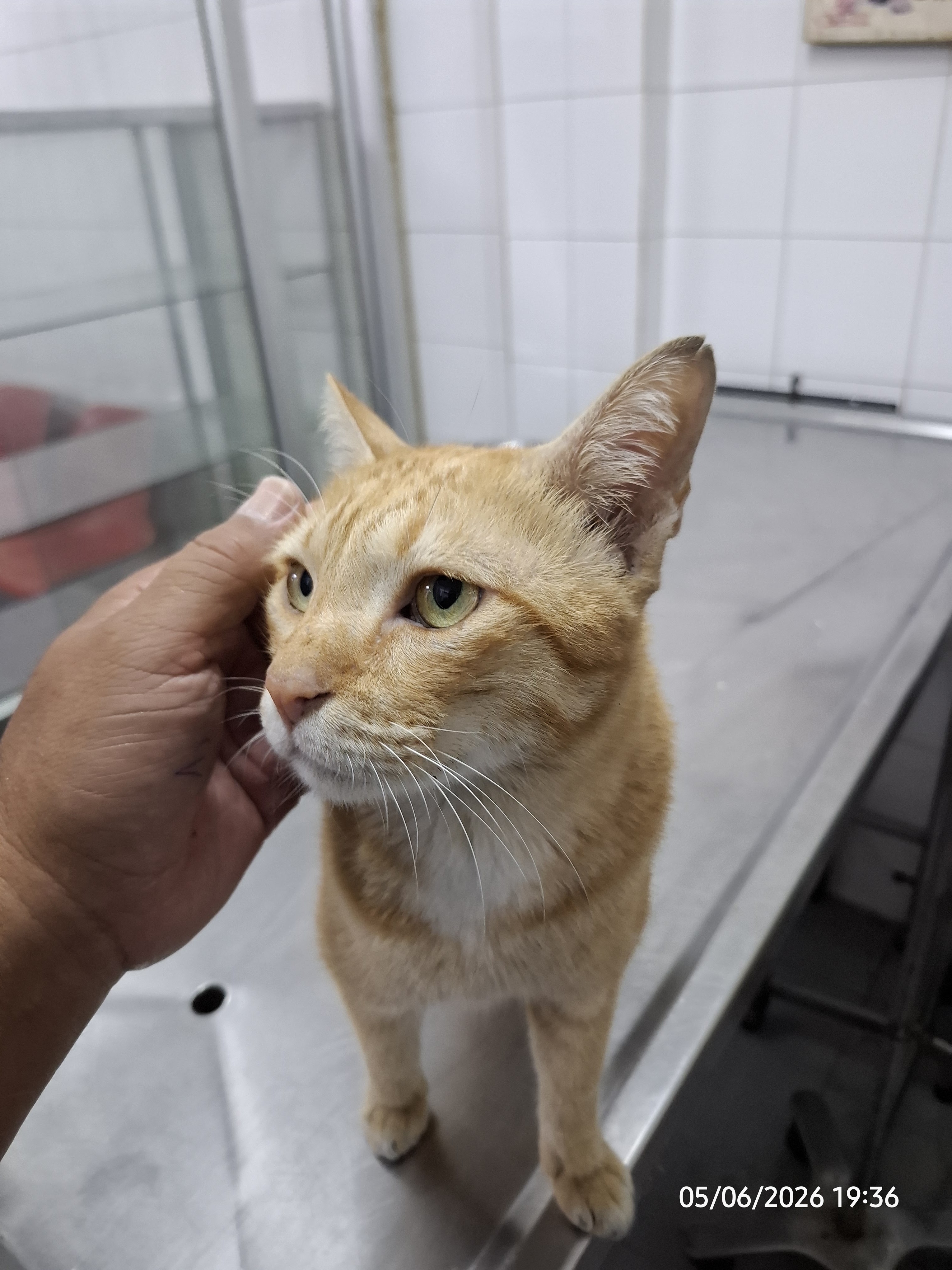 Chumphon Veterinary Clinic