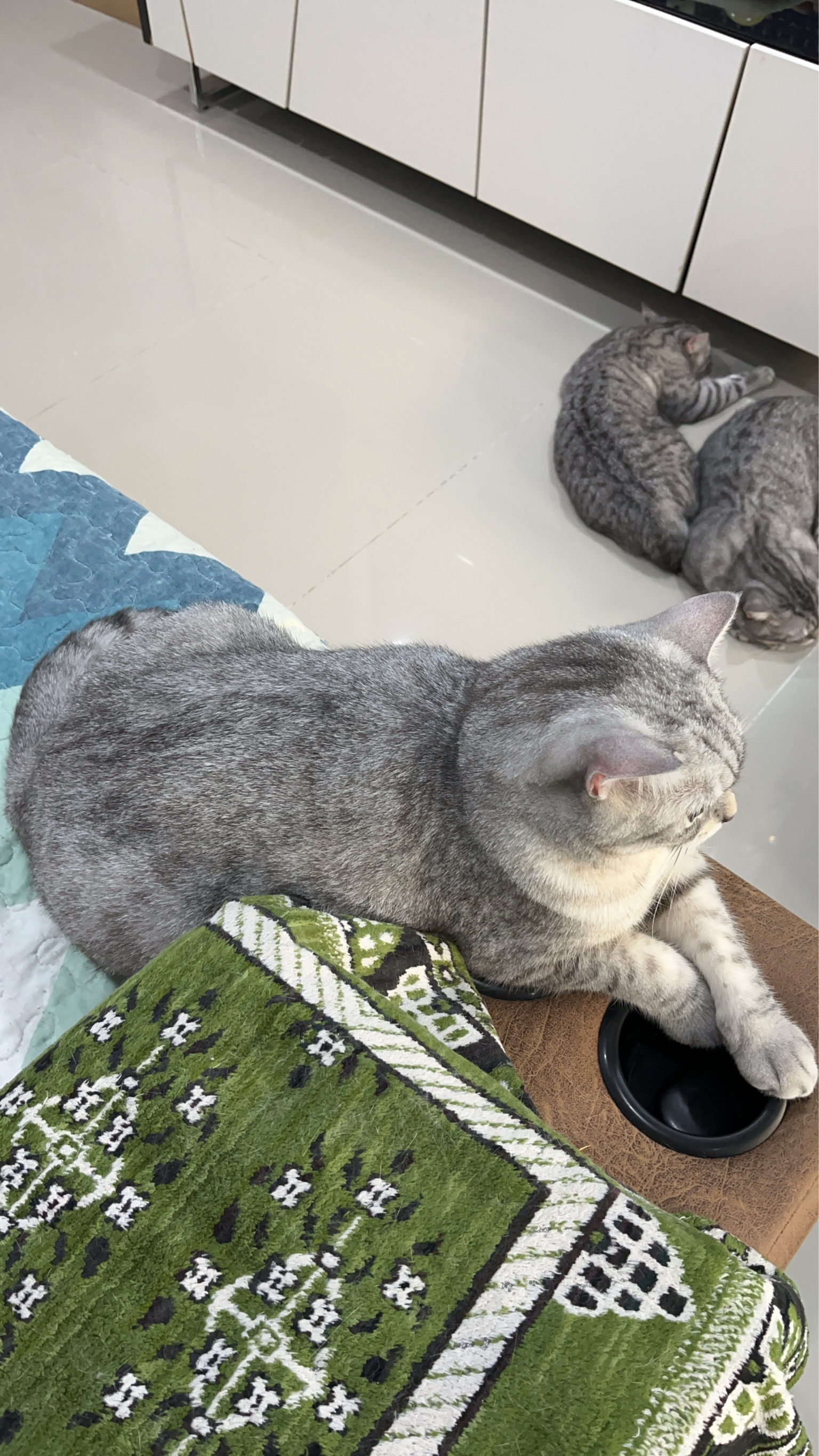 Comfortable treatment of animals