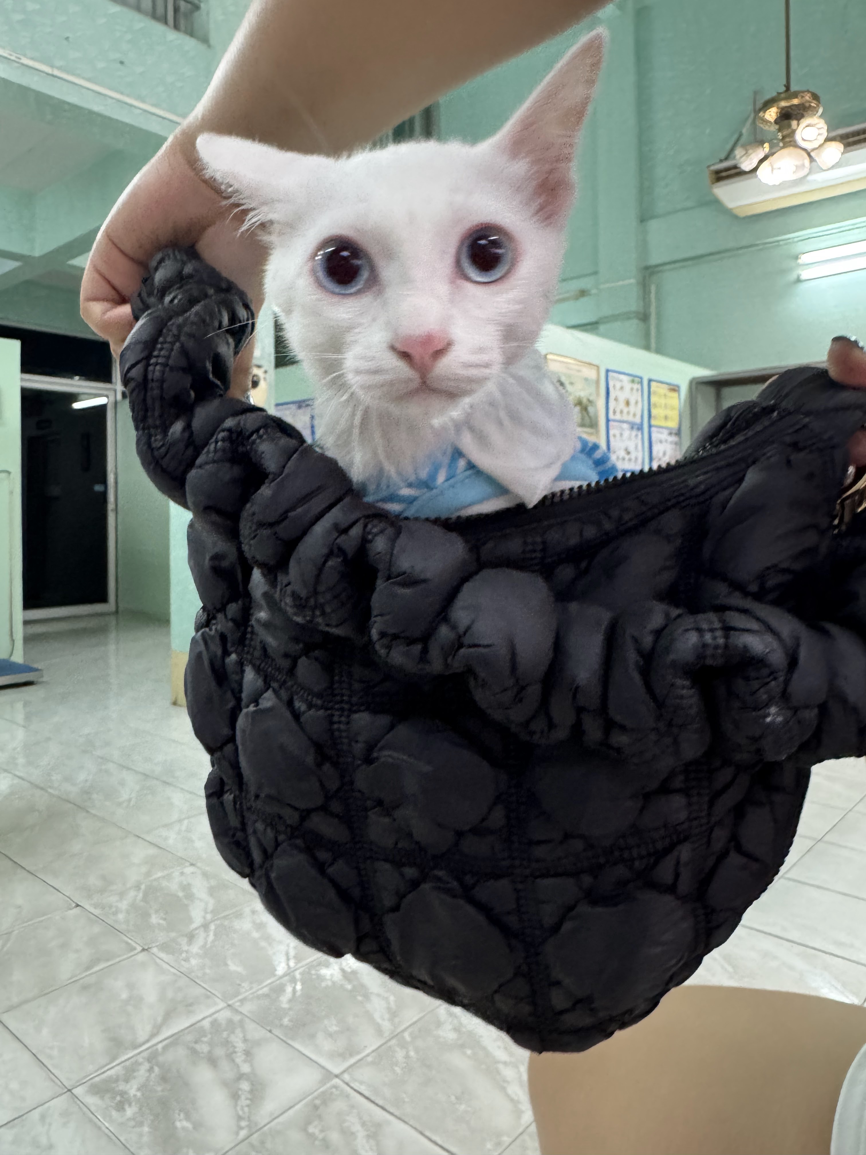 Muang Non Animal Treatment