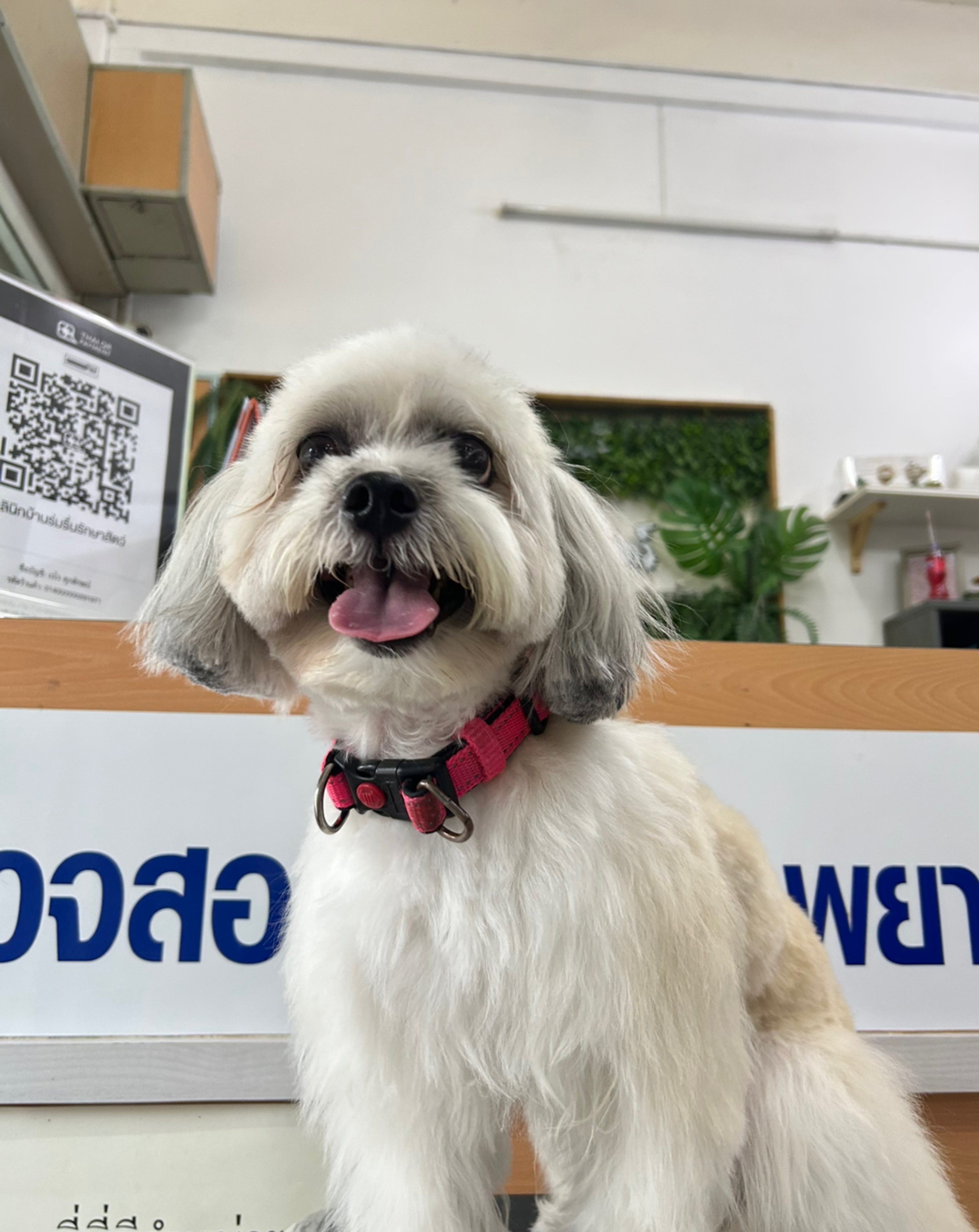 Baan Rom Luen Clinic Animal Treatment