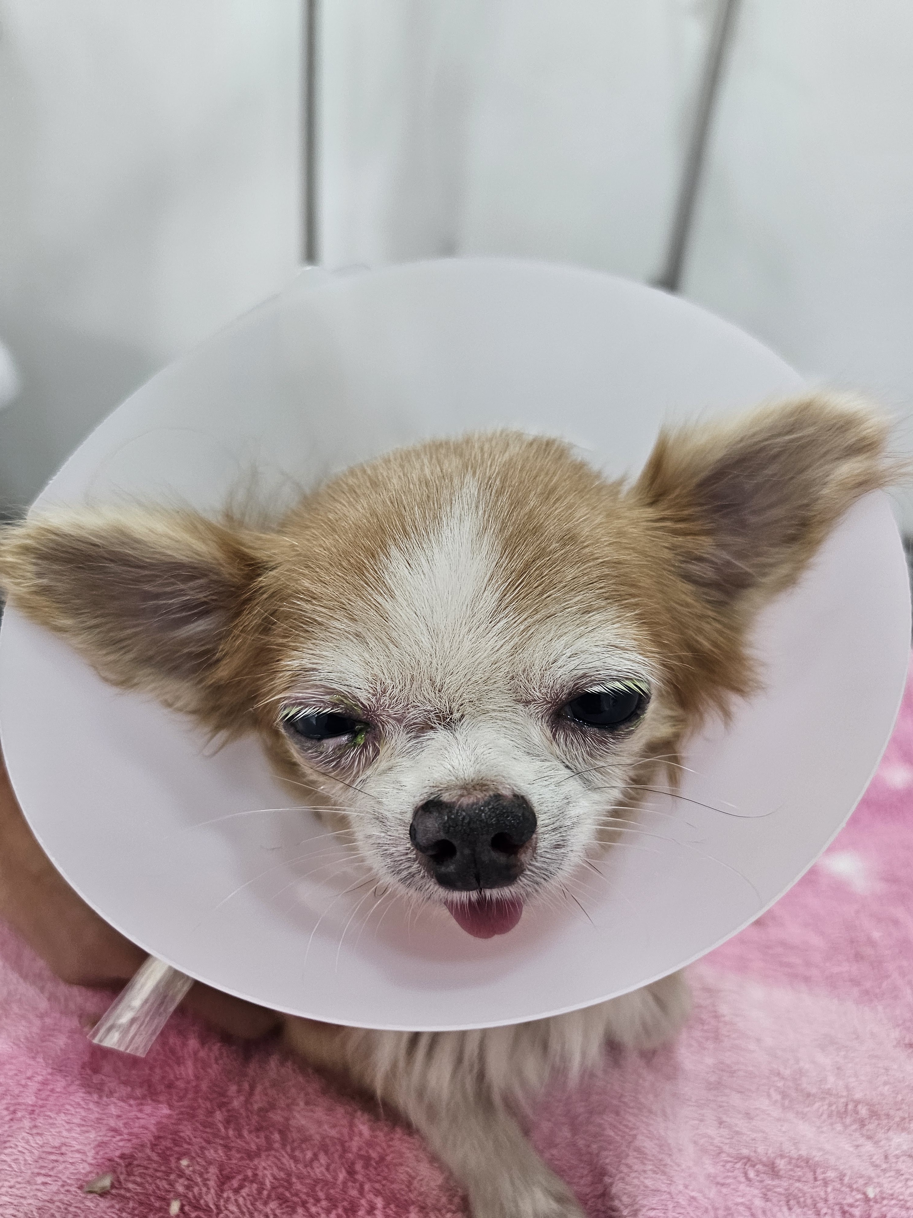 Animal Hospital