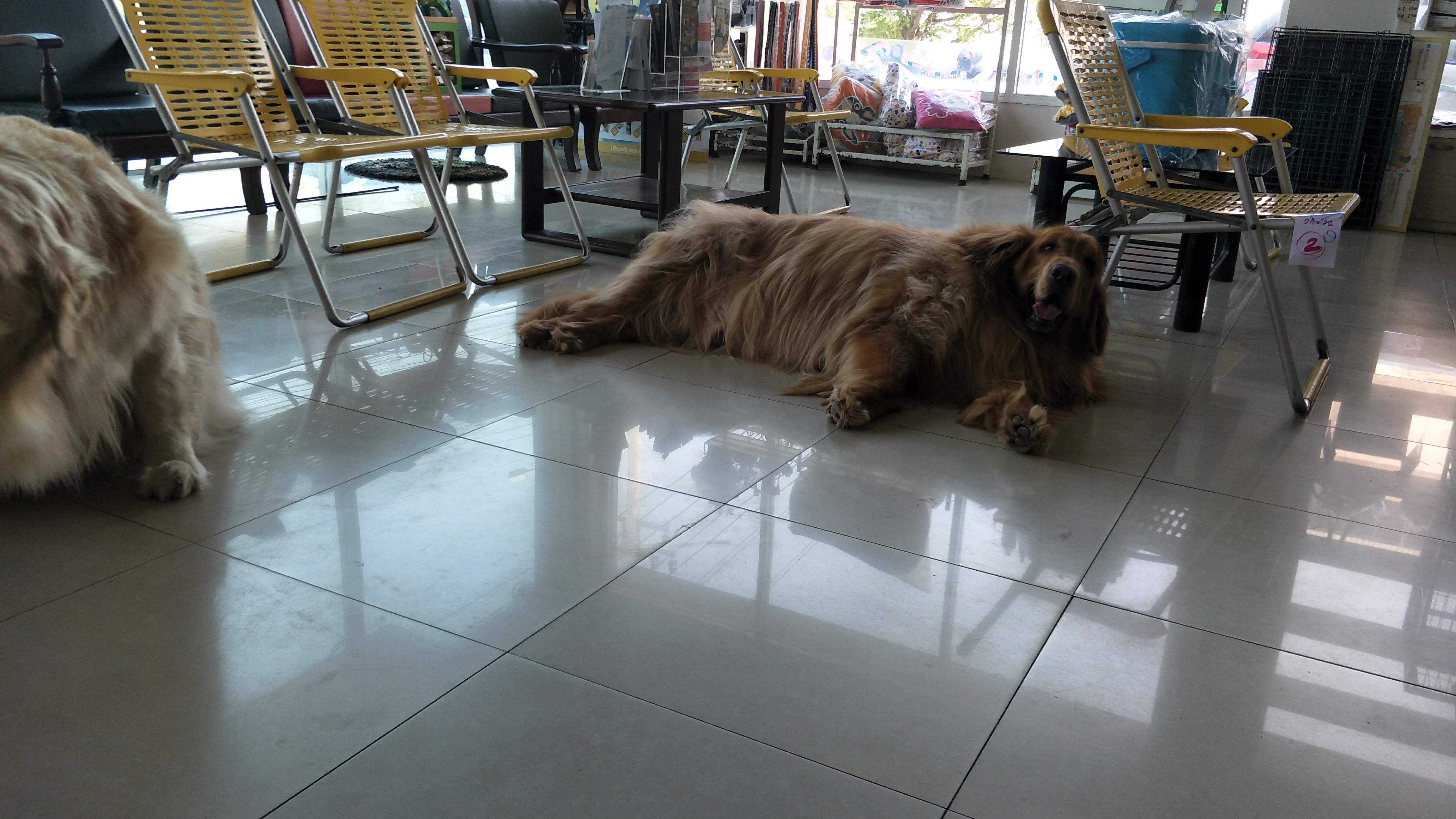 Ratchaphruek Animal Hospital