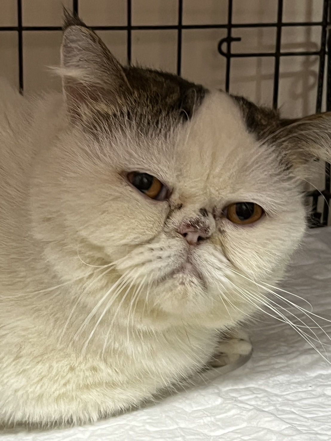 Charoenvej Clinic Animal Treatment