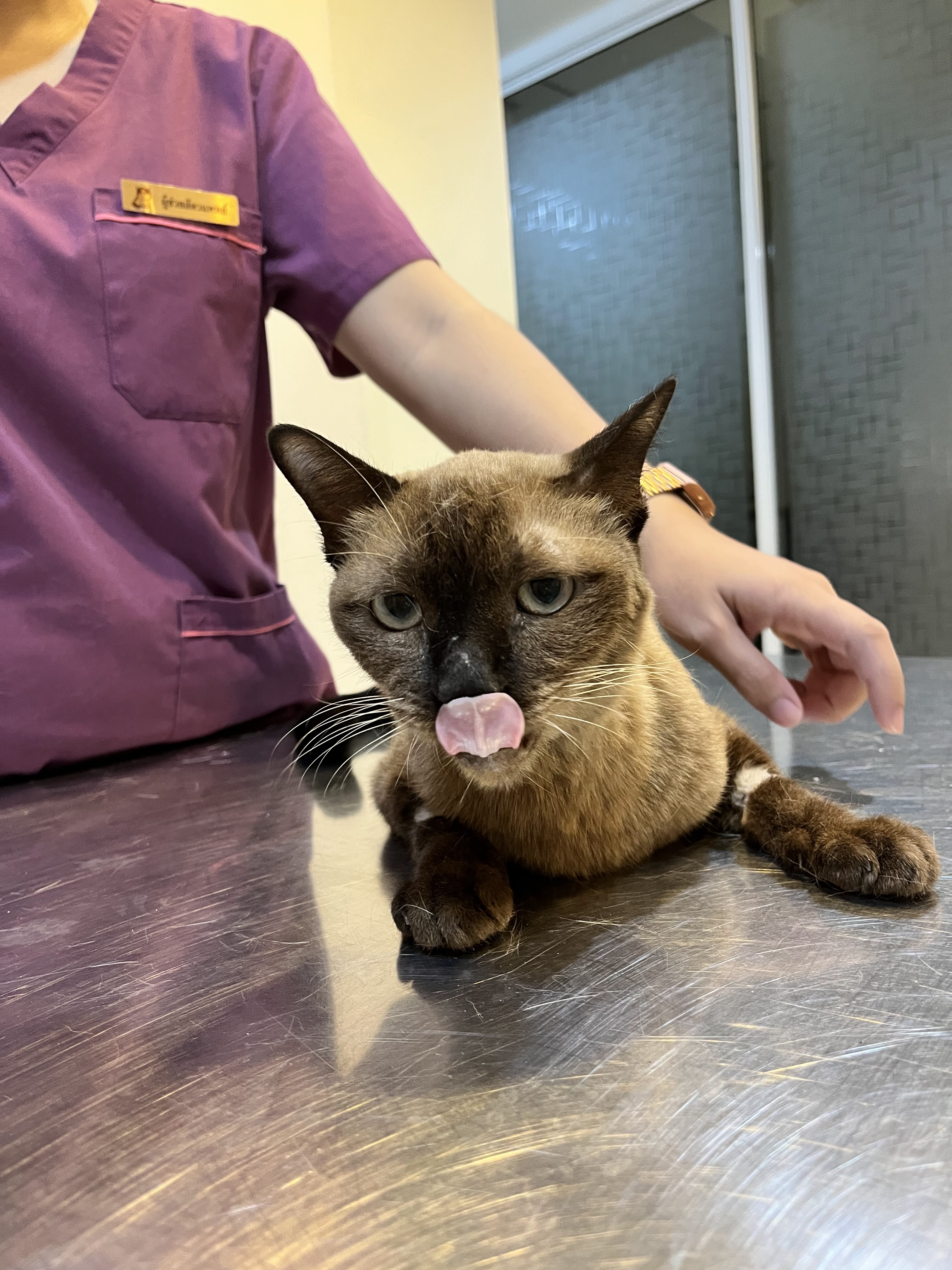 Charoenvej Clinic Animal Treatment