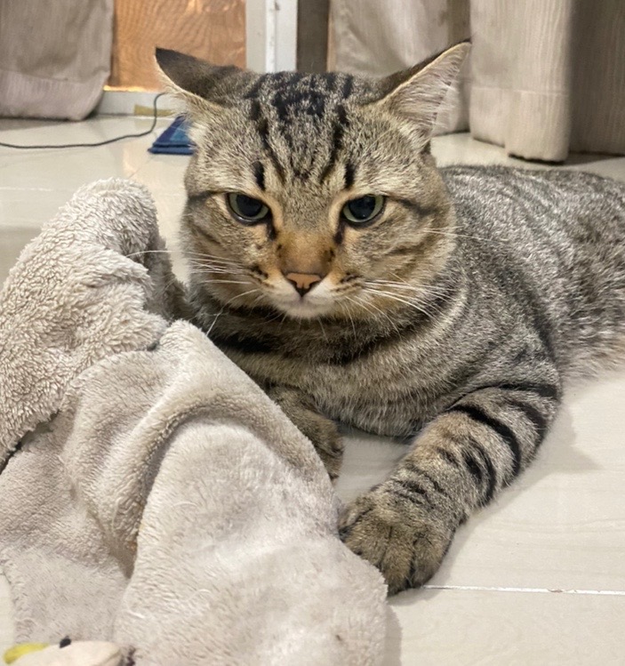Doctor's house (animal treatment) Sai Noi