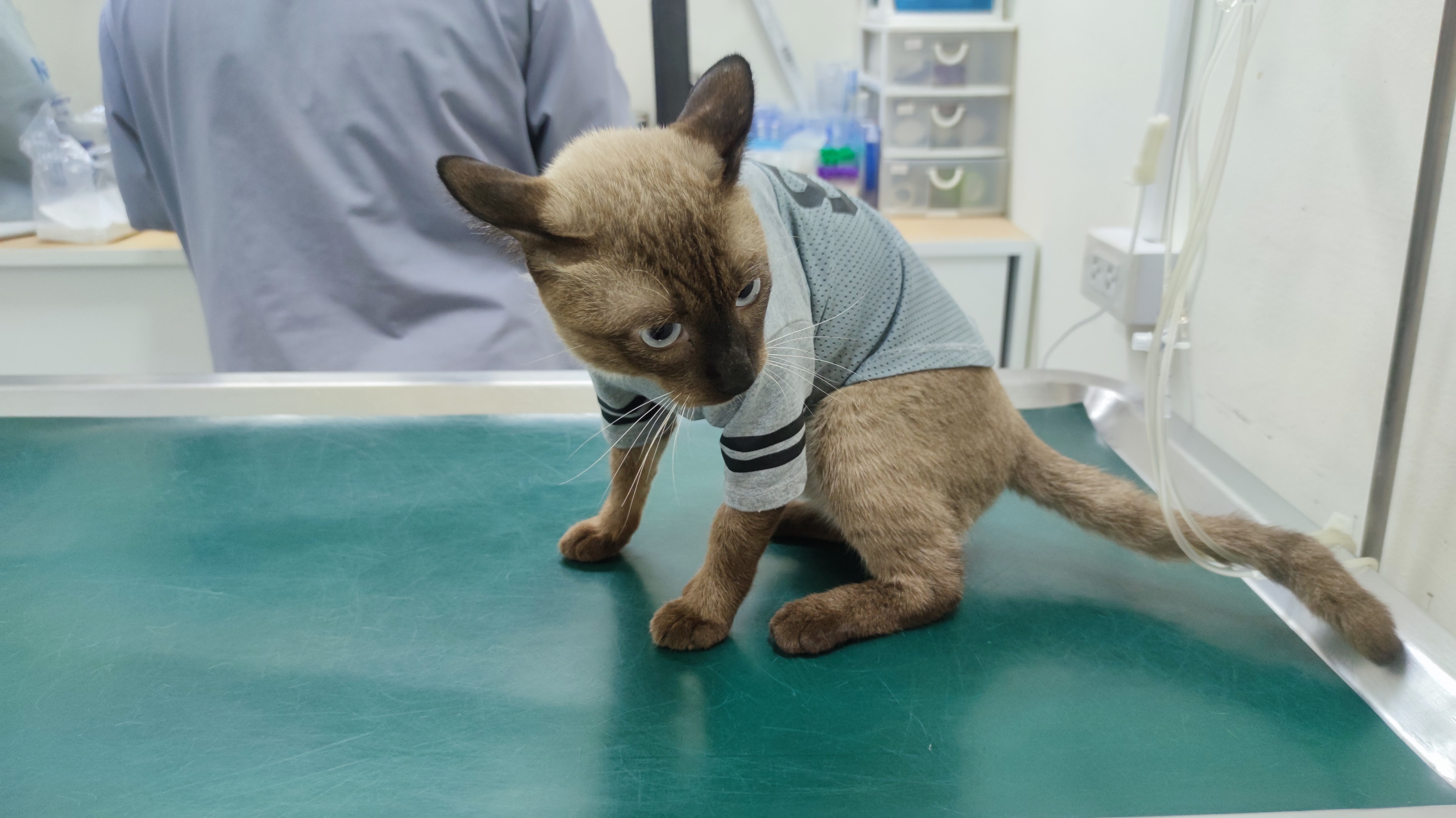Friends love veterinarians