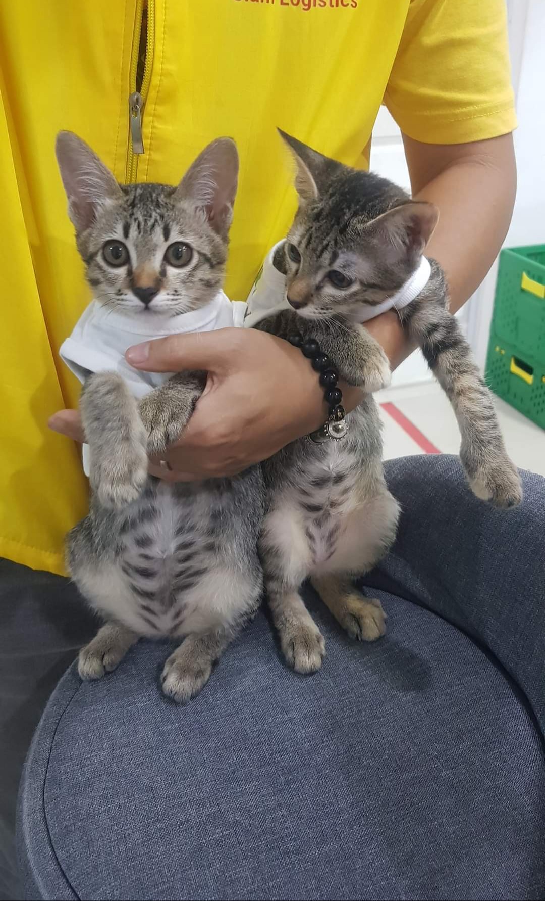 Nontawee Animal Treatment