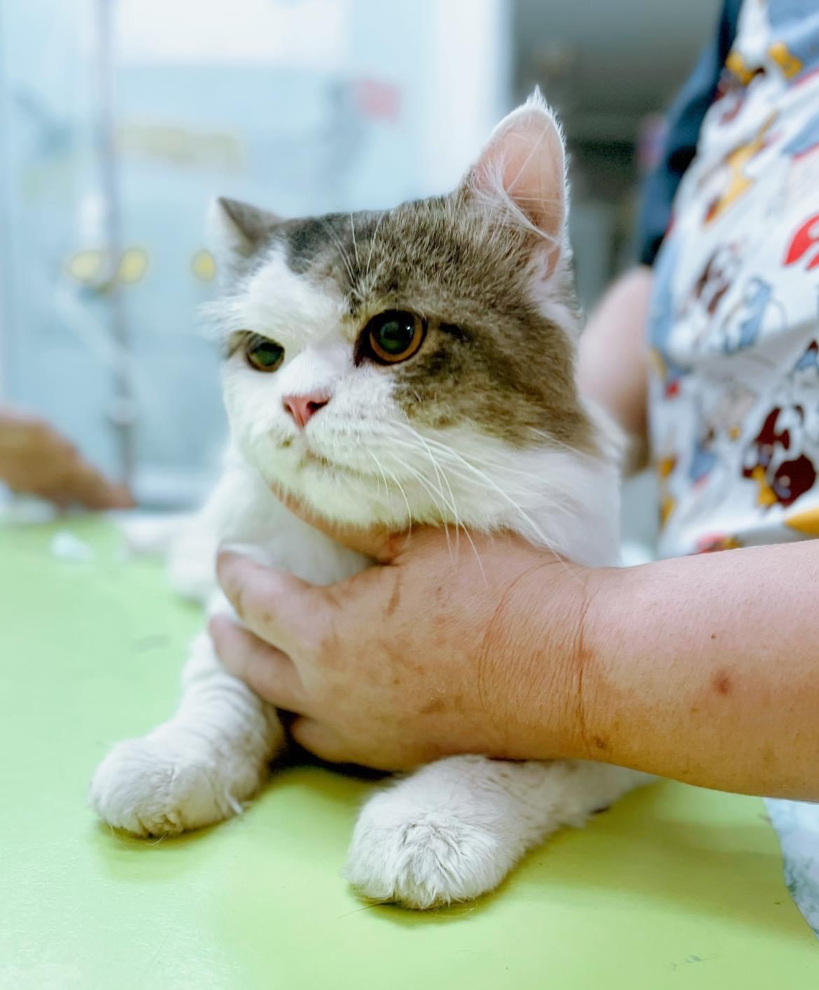 Animal Clinic