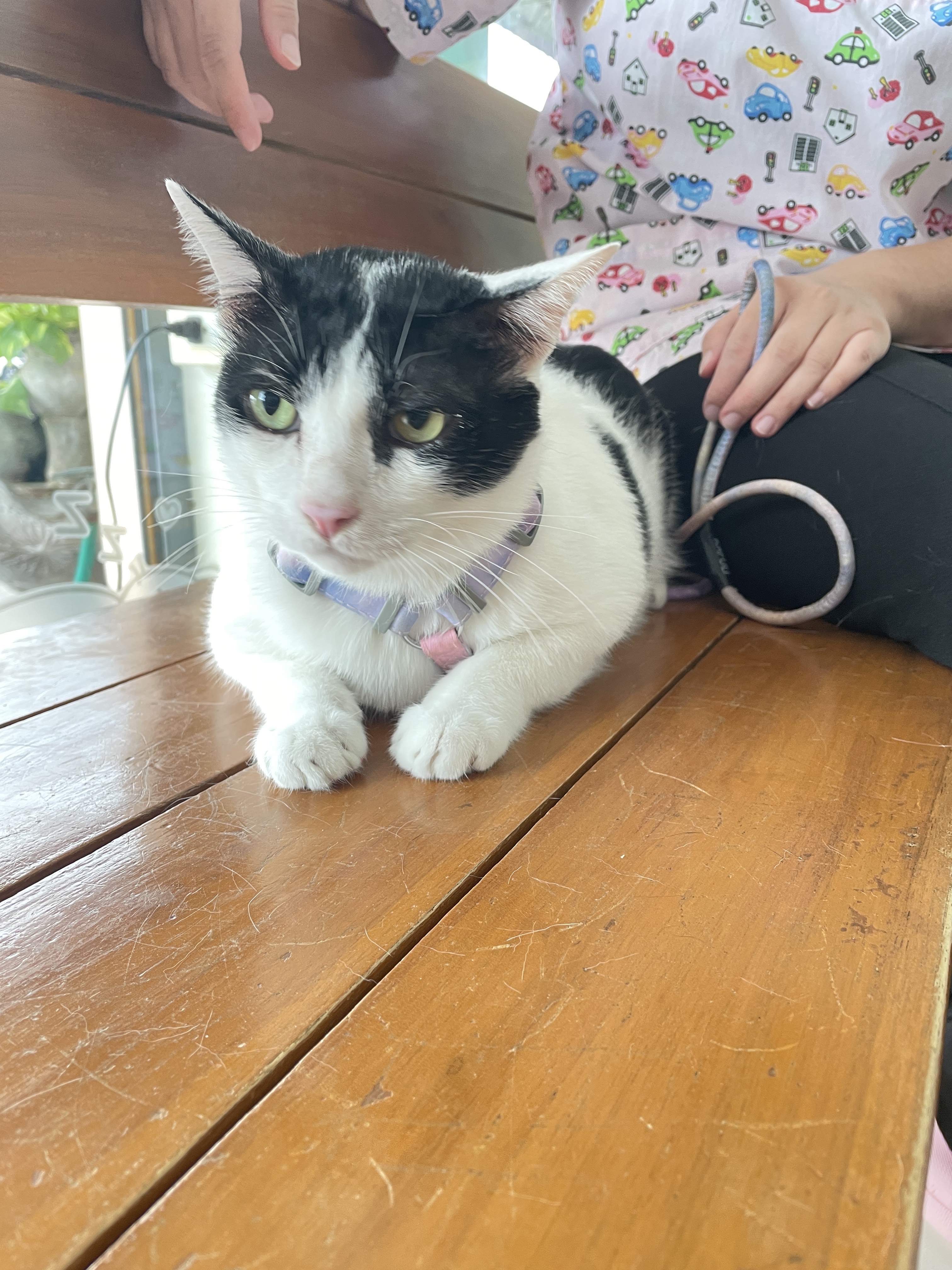 Thanakan Clinic Animal Treatment