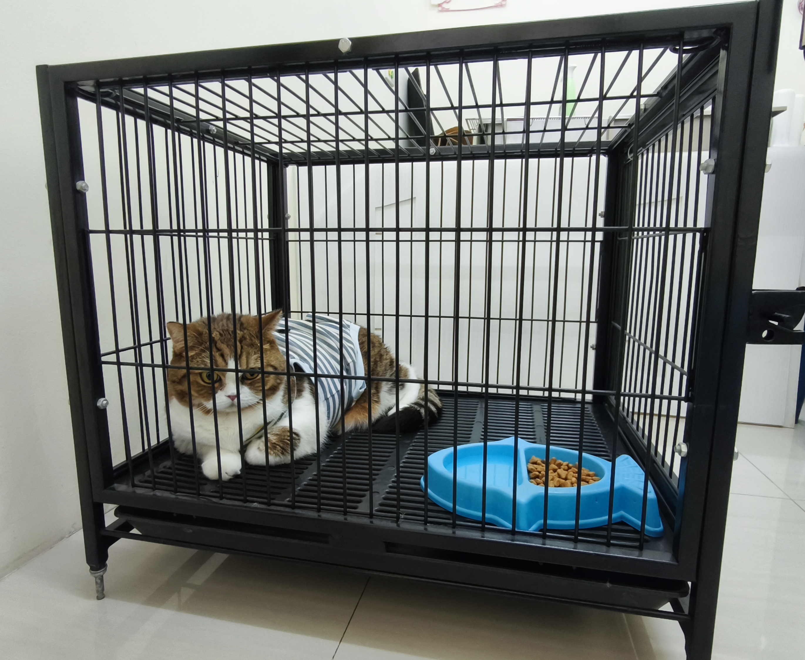 Thanakan Clinic Animal Treatment