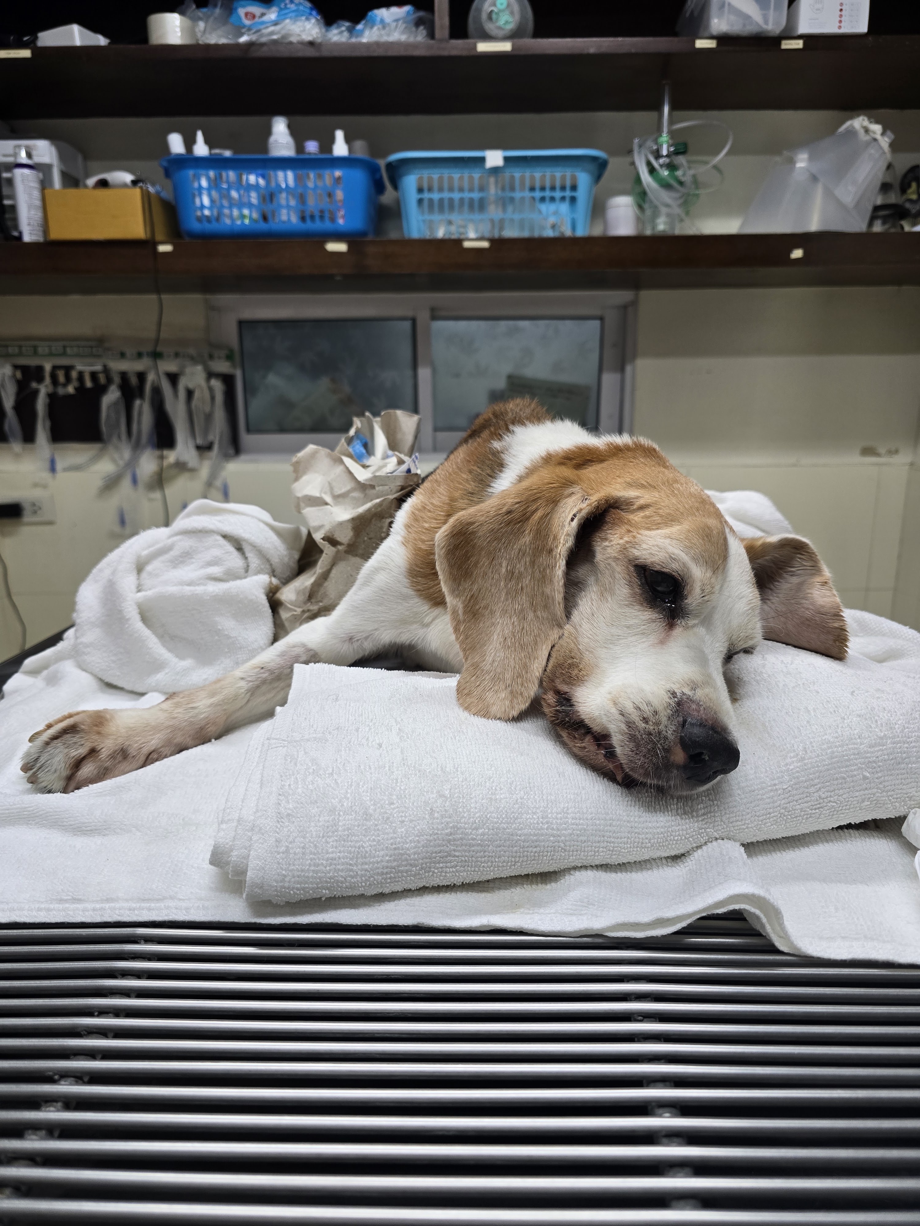 Rattanathibet Animal Hospital