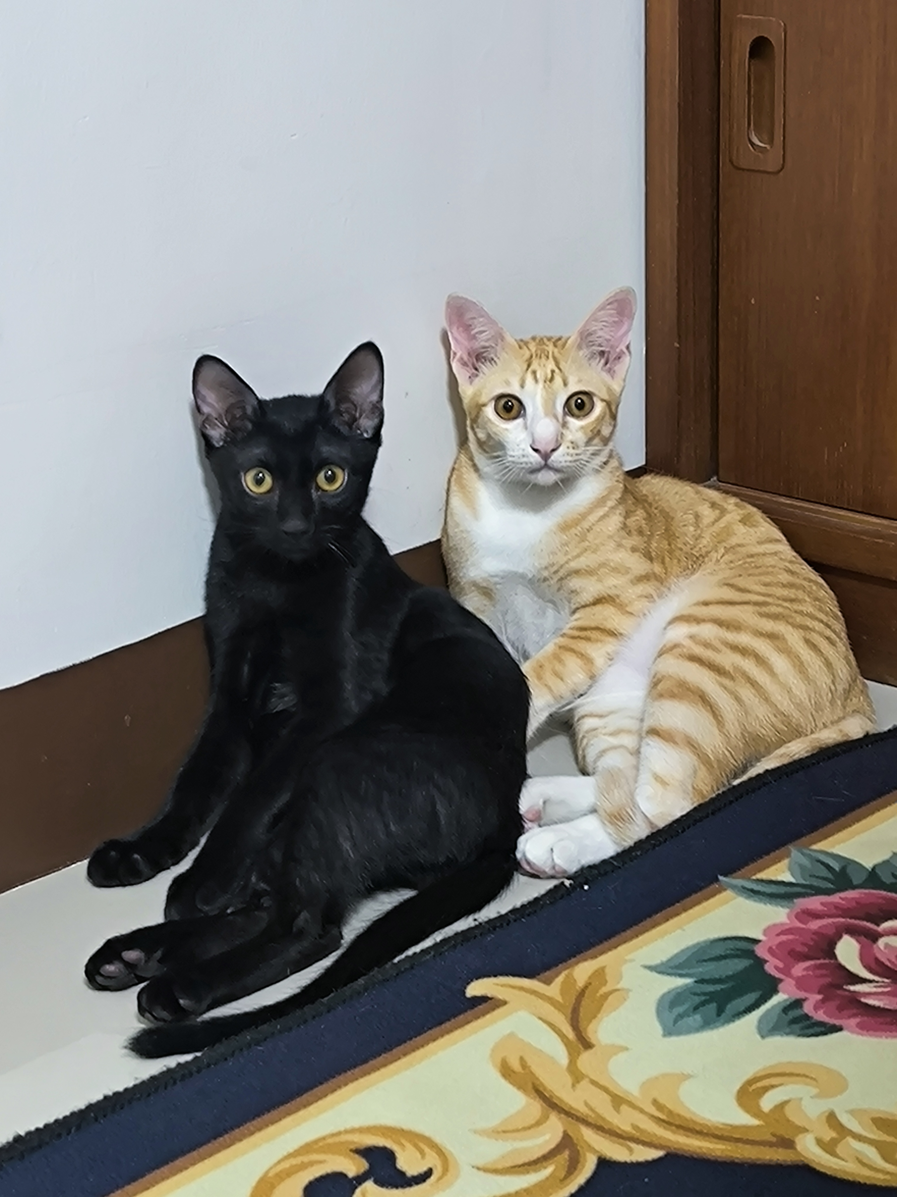Bang Mae Nang Animal Clinic