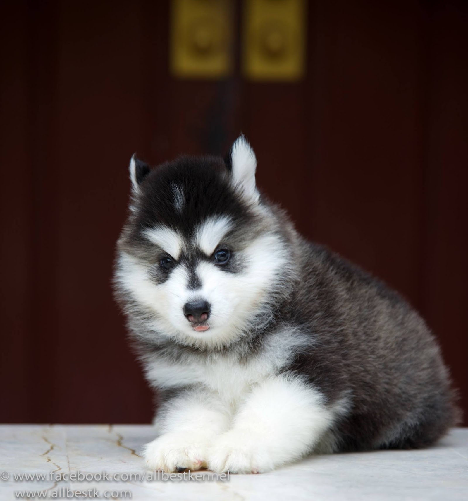 Allbest kennel