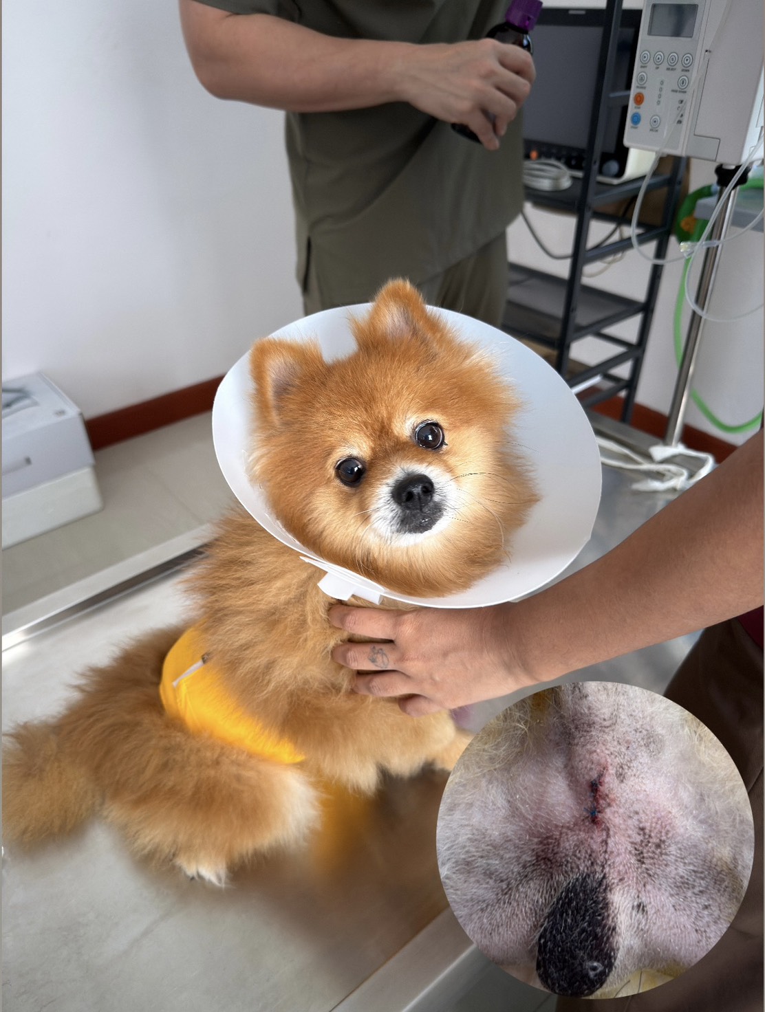 Aloha Animal Clinic