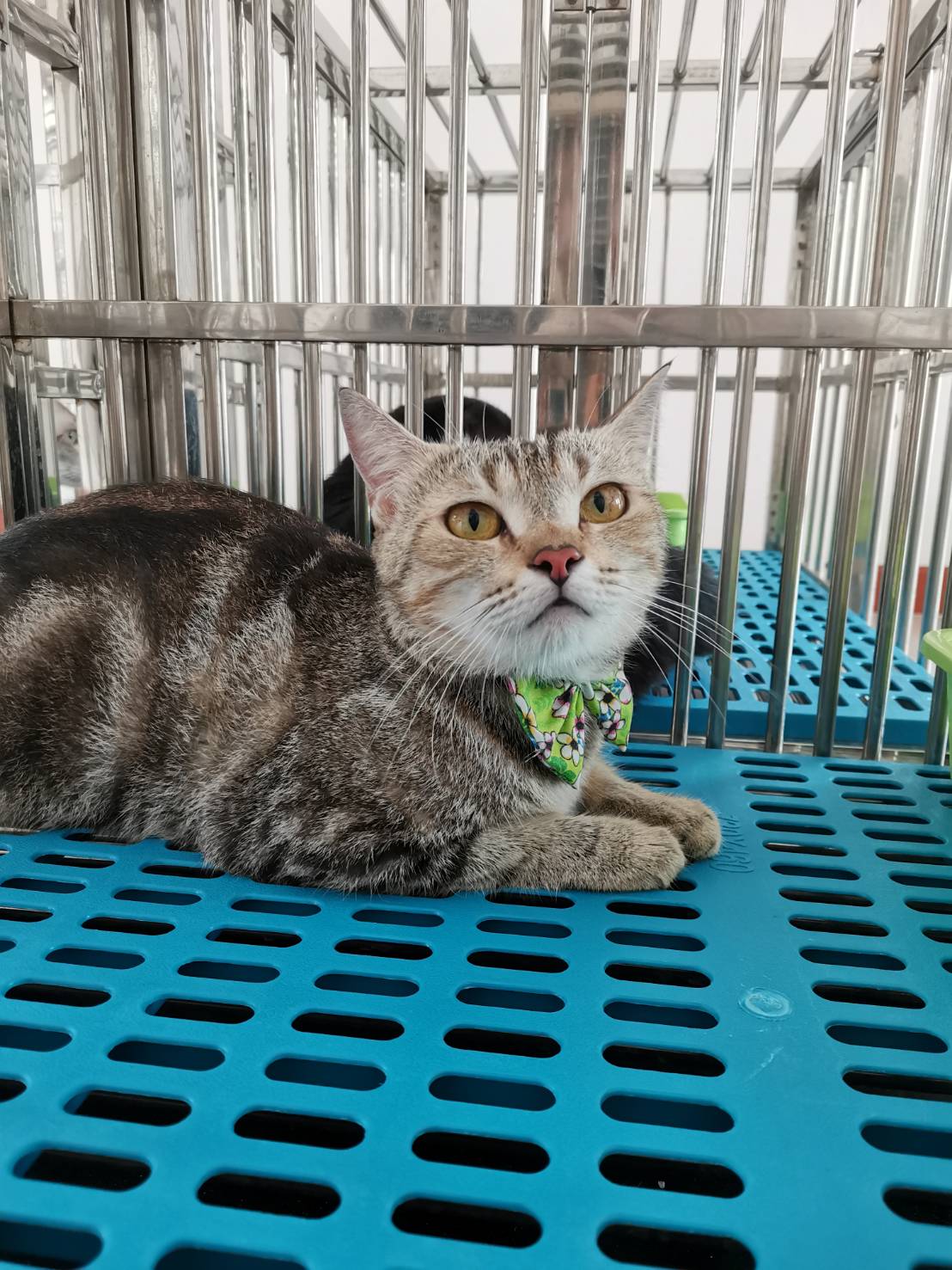 Aloha Animal Clinic