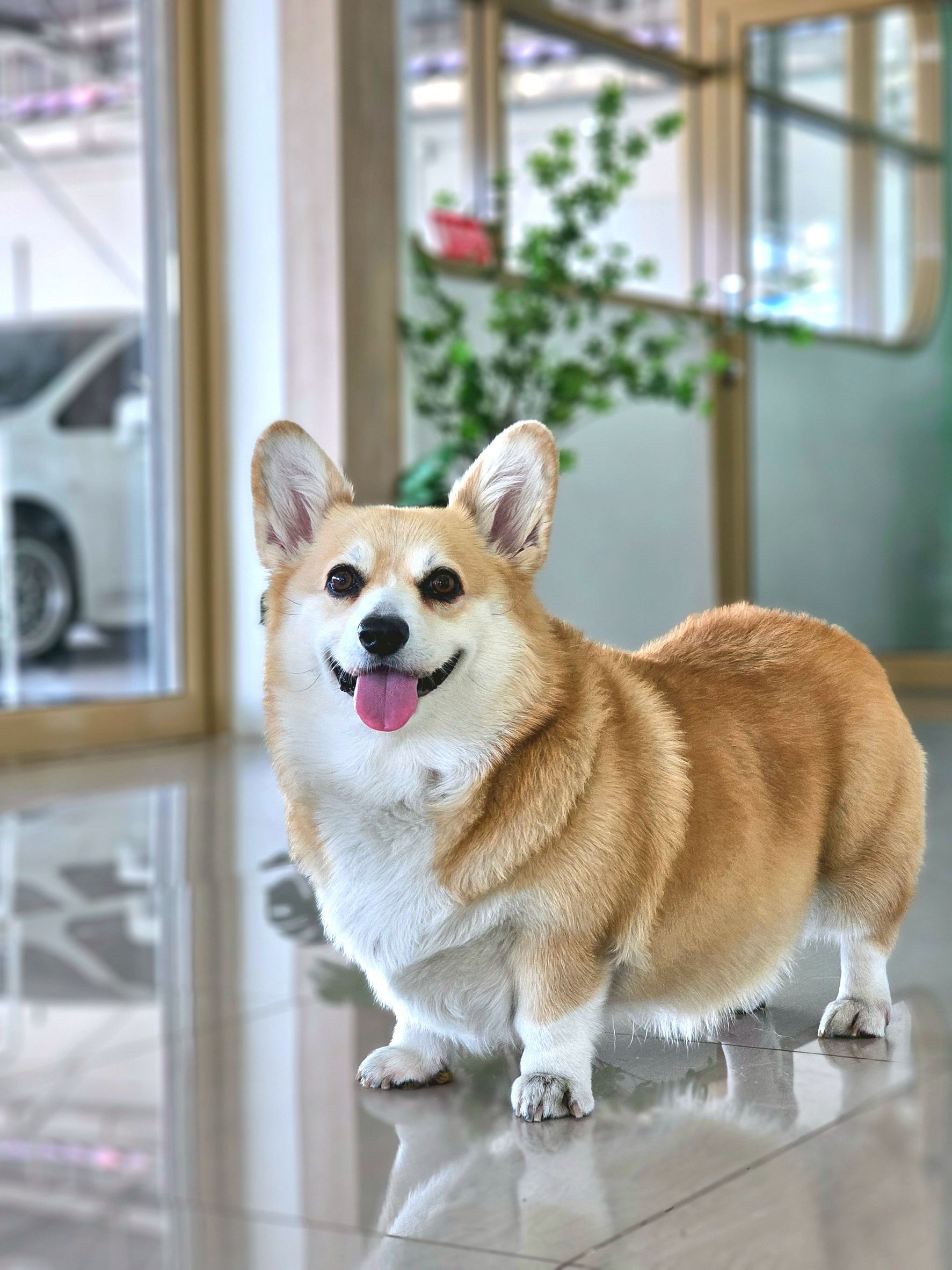 ANAN Animal Hospital