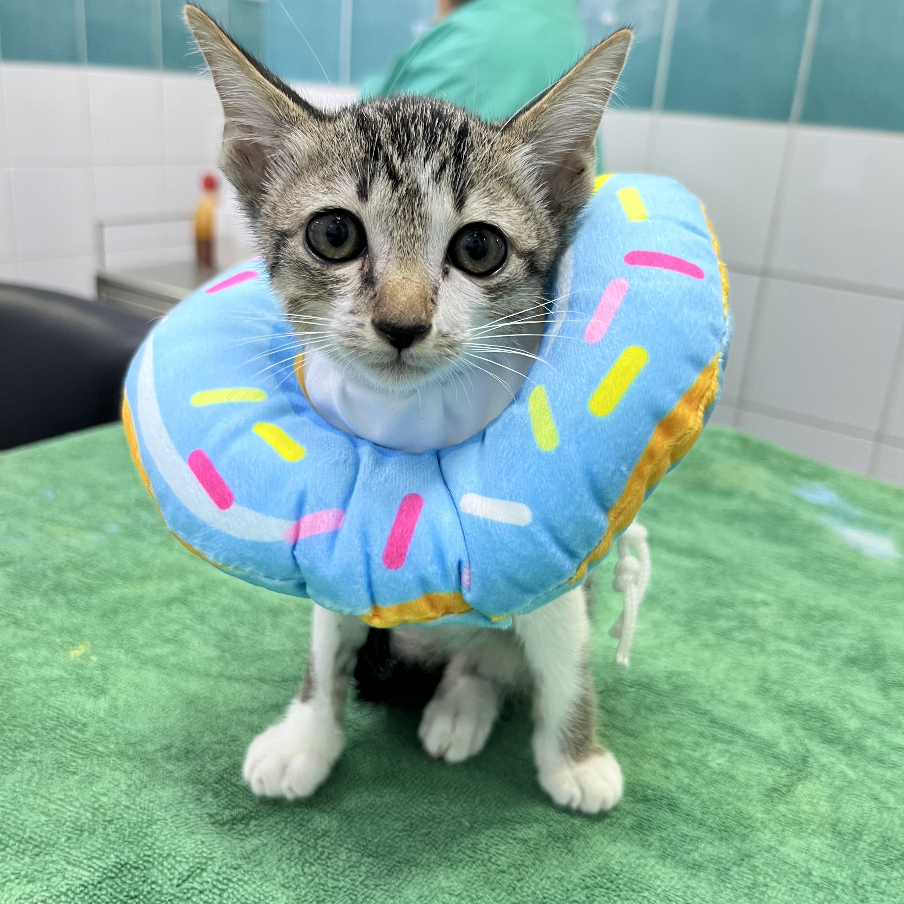 Animal Hospital Samakki