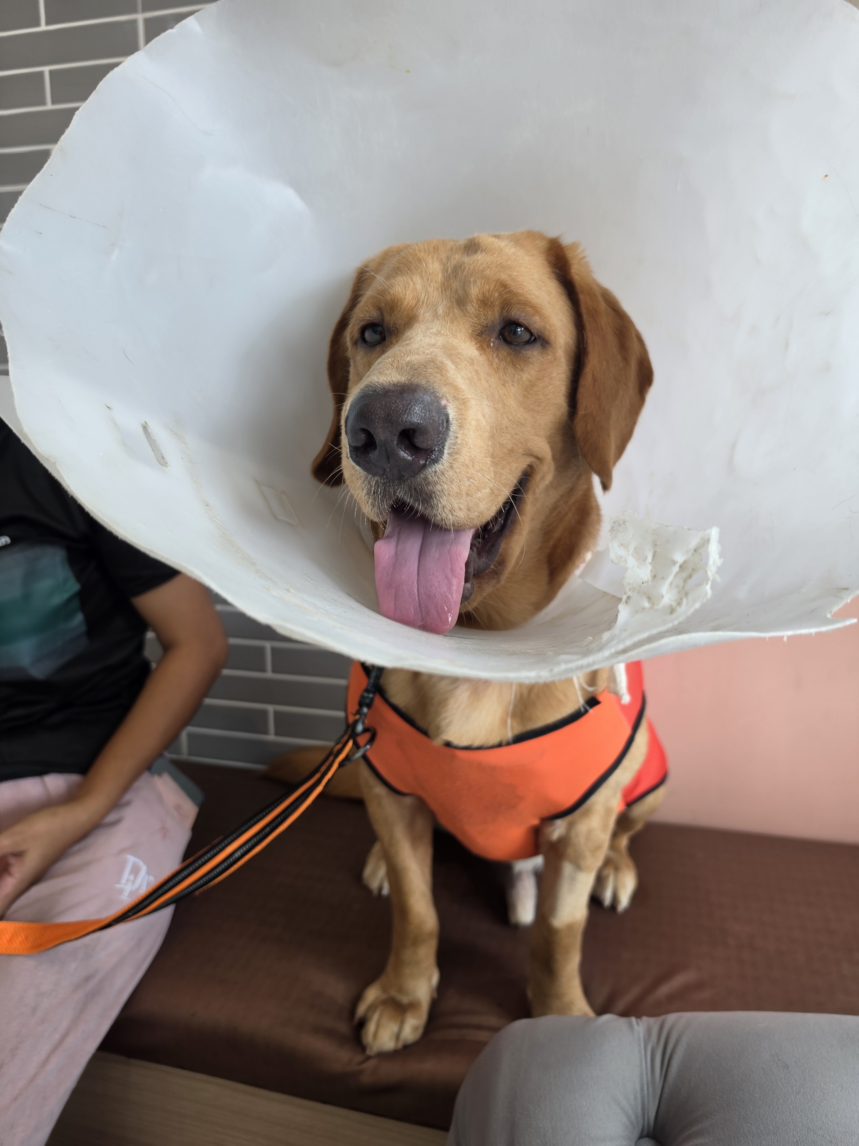 Better Health Pet Hospital