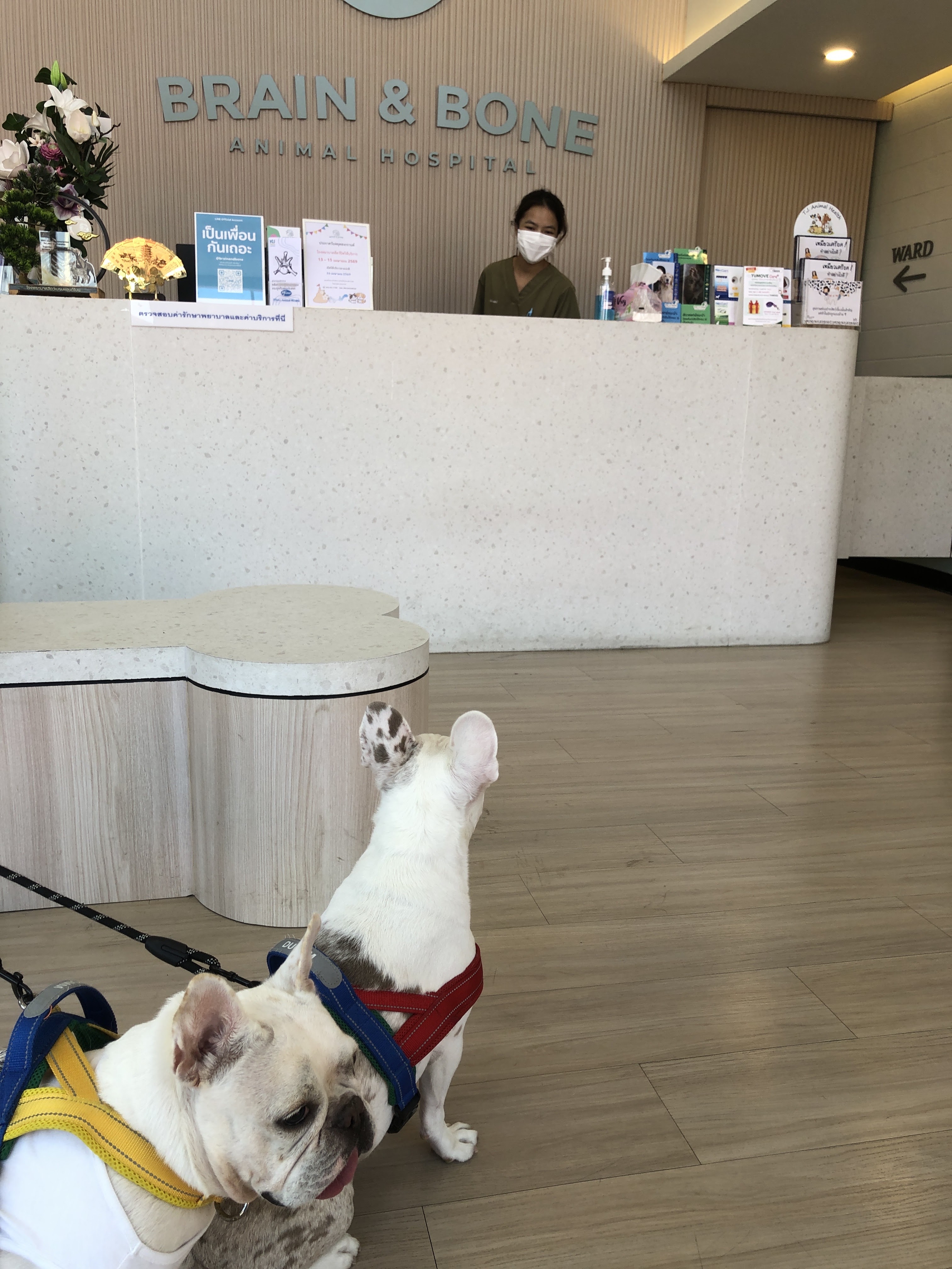 Brain and Bone Animal Hospital